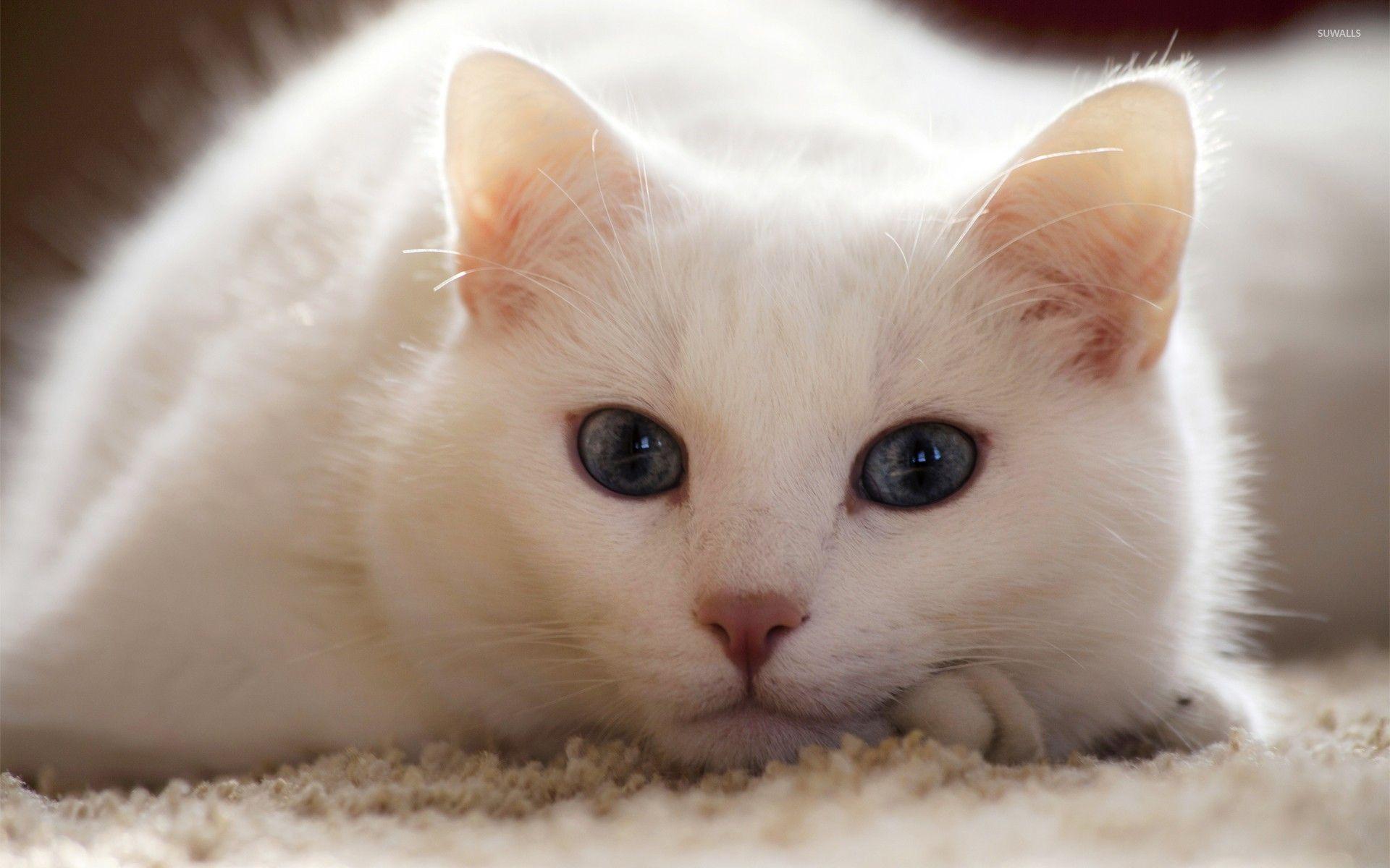 White Cat Wallpapers - Top Free White Cat Backgrounds - WallpaperAccess