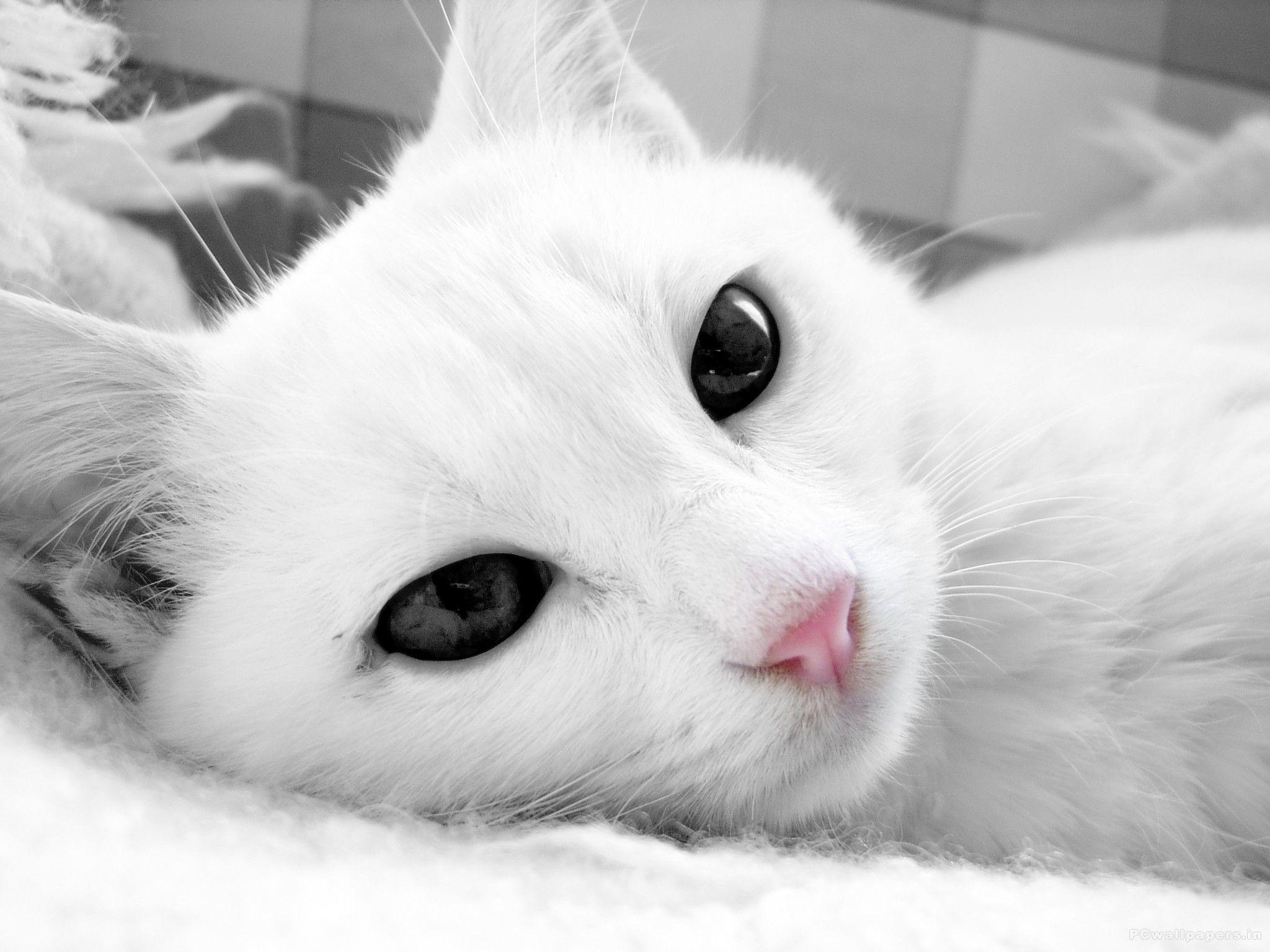 White Cat Wallpapers - Top Free White Cat Backgrounds - WallpaperAccess