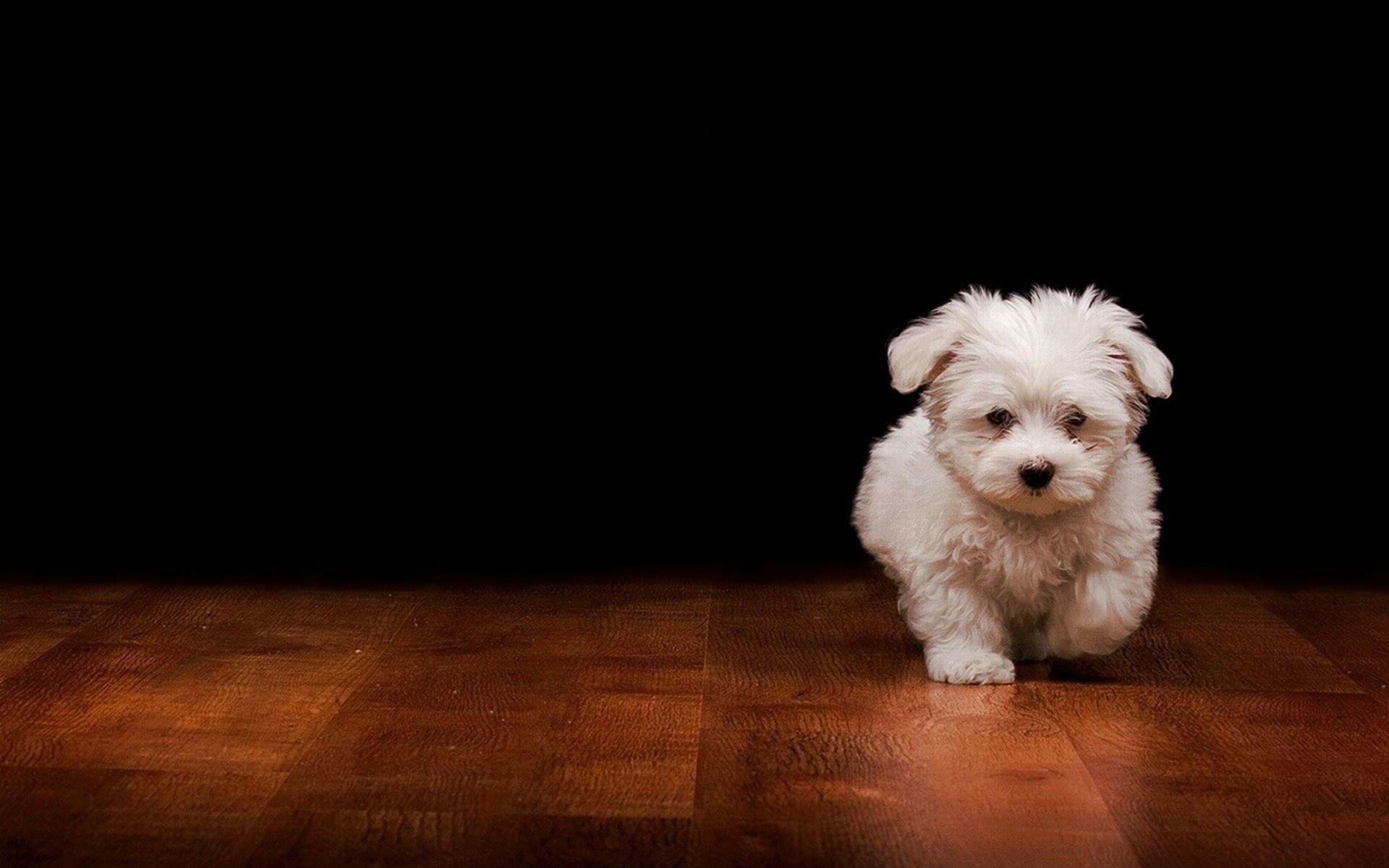 1920x1200 Maltese HD Wallpaper and Background Image