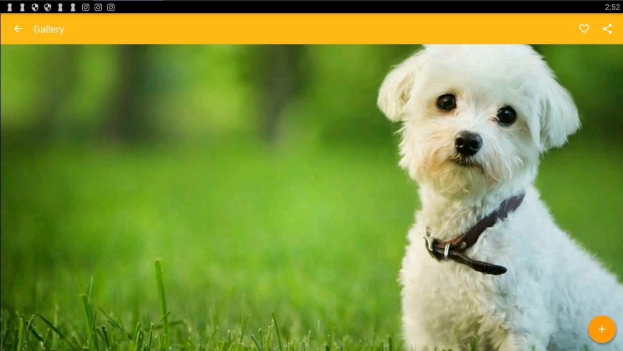 1236x696 Maltese Dog Wallpaper for Android