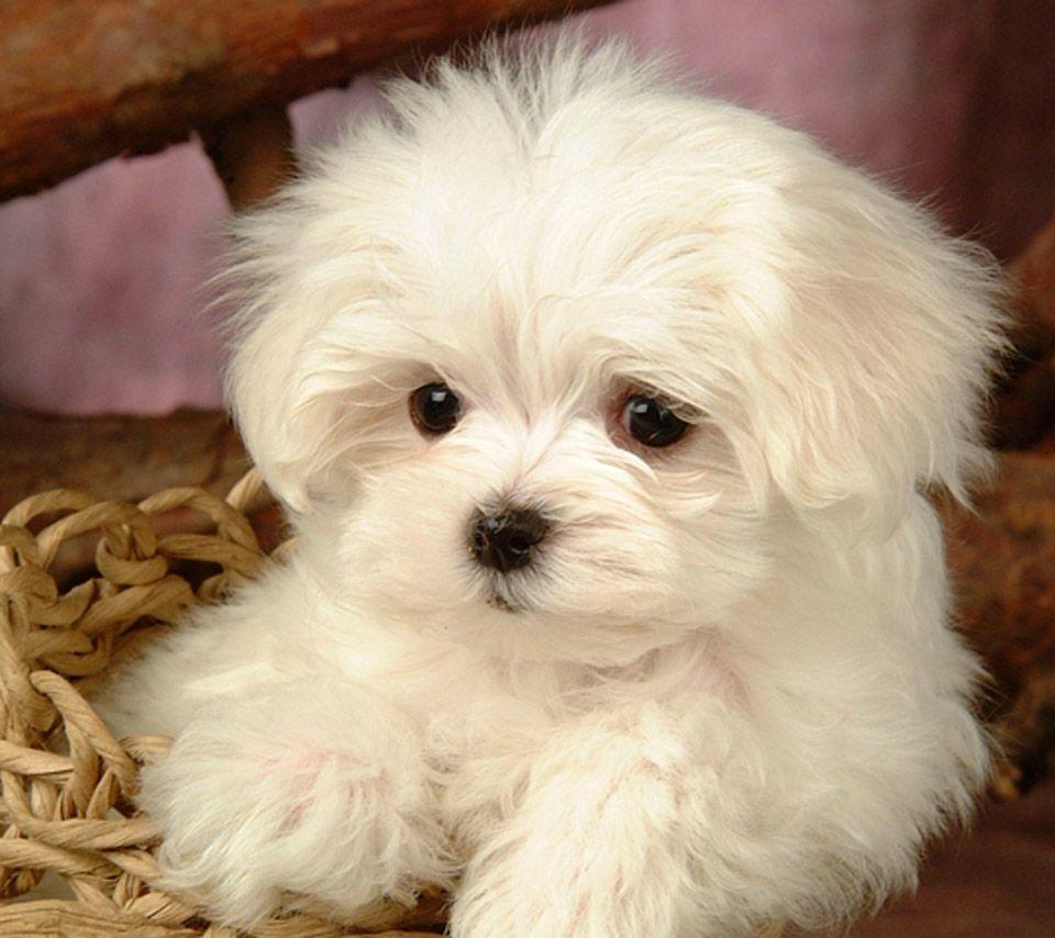 960x854 Maltese terrier Dog puppy picture and wallpaper, New Dog Funny