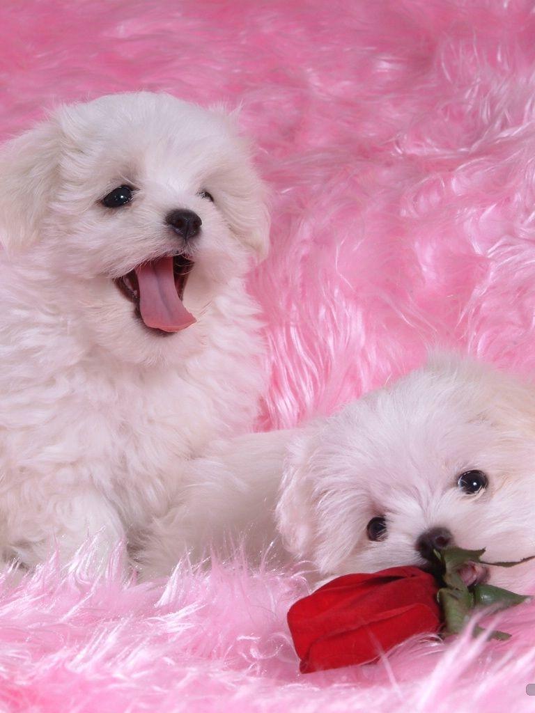 768x1024 Free download Maltese Wallpaper Fun Animals Wiki Videos Picture