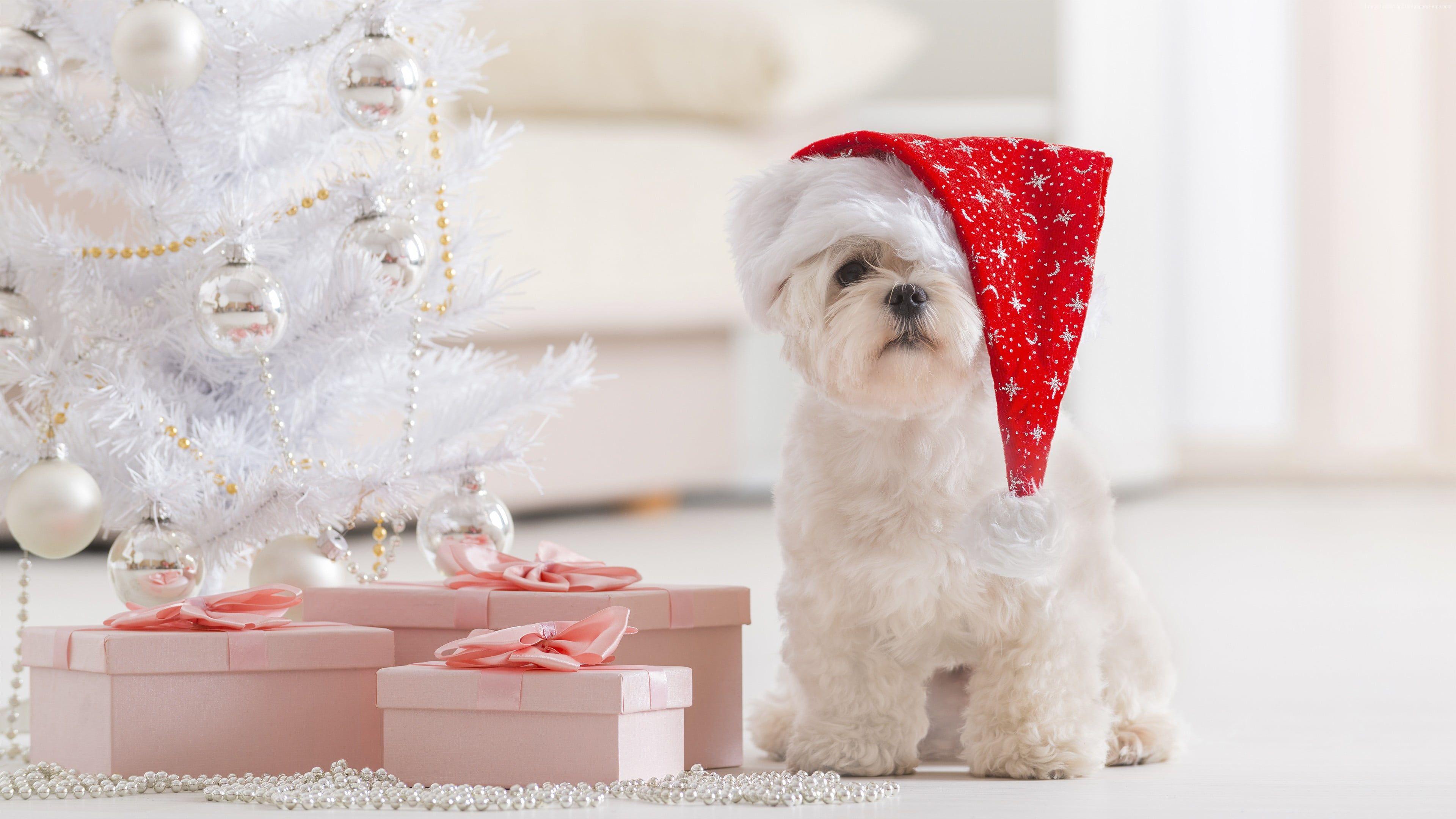 3840x2160 White Maltese puppy HD wallpaper