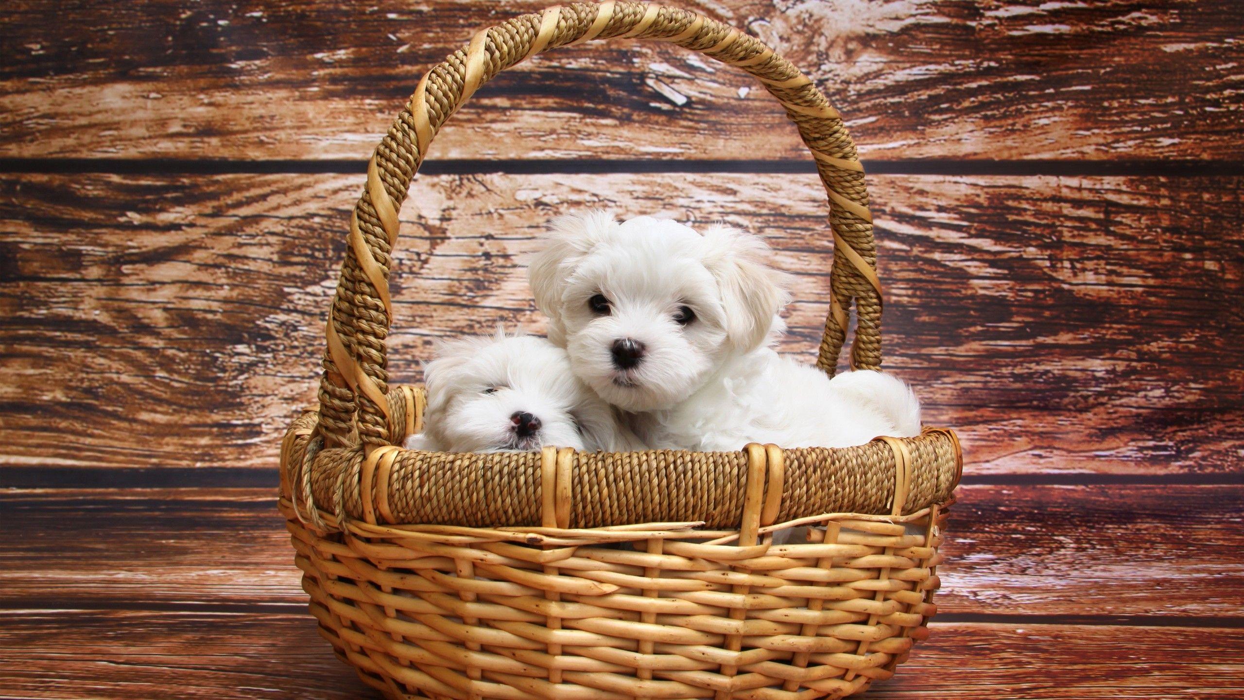 2560x1440 Maltese Dog Breed 1440P Resolution HD 4k Wallpaper