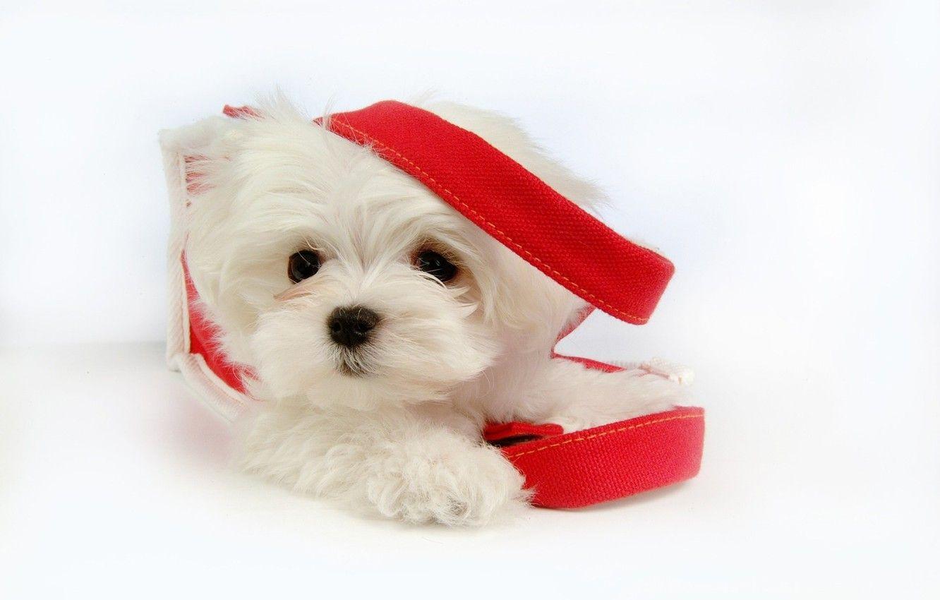 1332x850 Wallpaper dog, dog, pet, pet, Maltese, maltese image for desktop