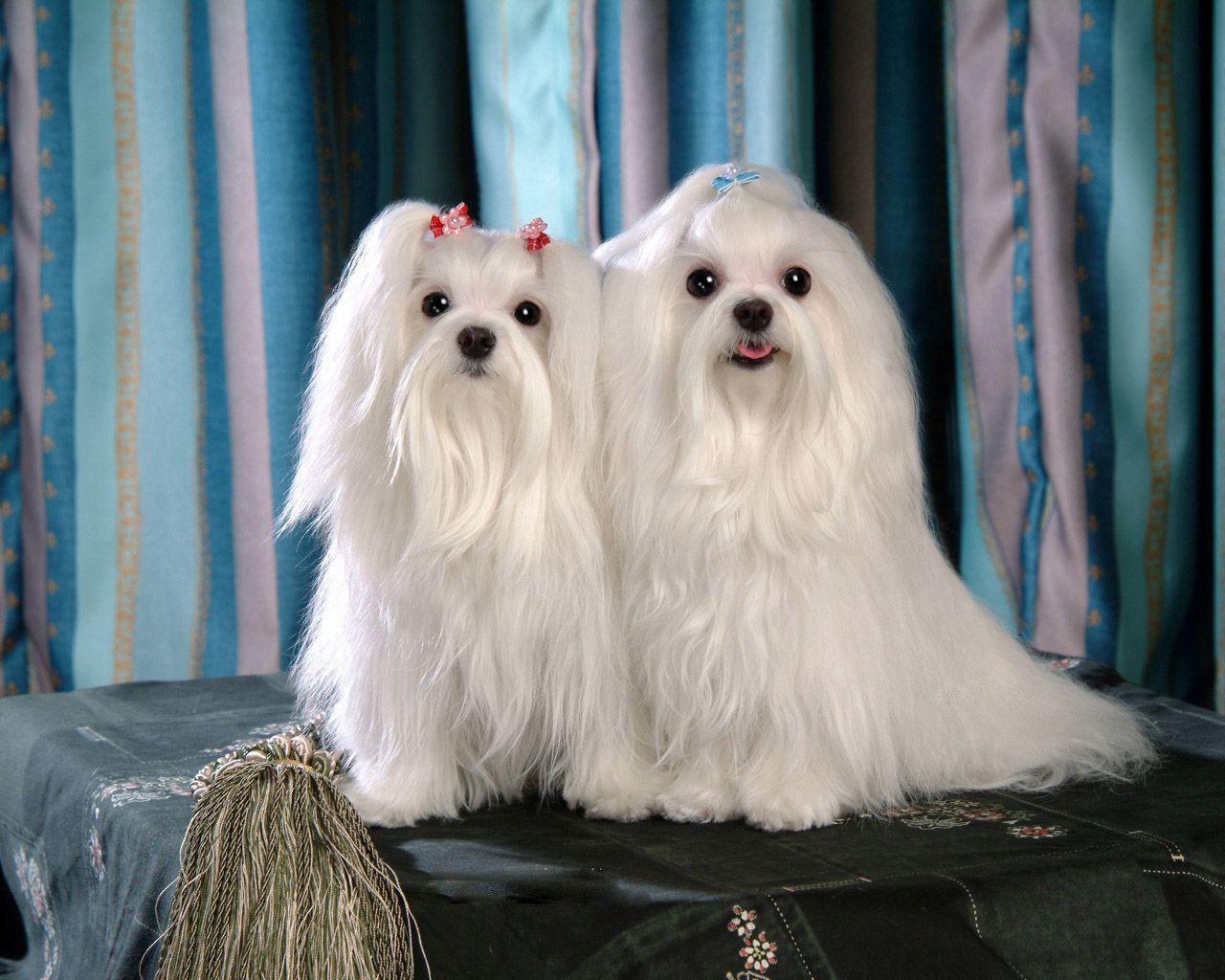 1280x1024 Maltese Wallpaper Cute and Docile