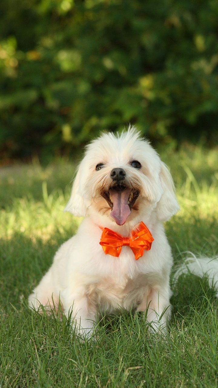 720x1280 Animal Maltese (720x1280) Wallpaper