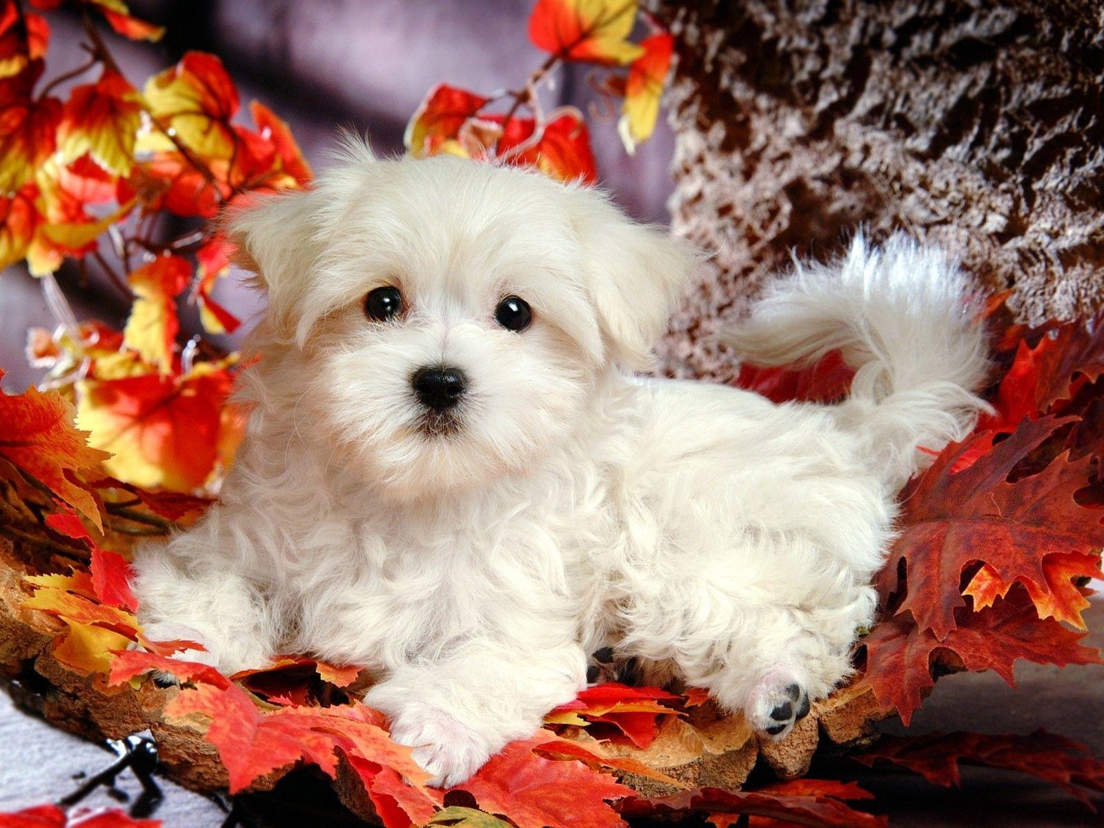 1600x1200 Cute, Maltese, Dog, Full, Screen, Wallpaper, Photo, HD, Desktop