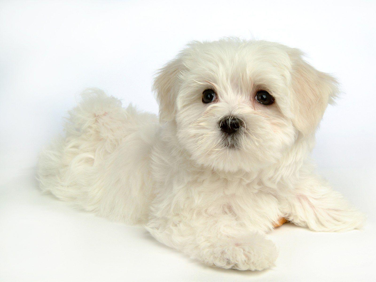 1600x1200 Maltese Dog. Fluffy Maltese Puppy Dogs Maltese Puppies