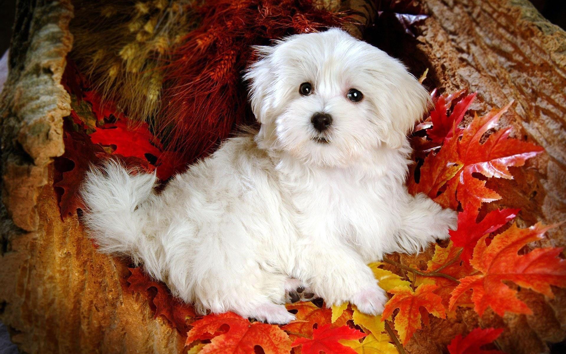 1920x1200 Maltese wallpaper (2) Doggy Rocks