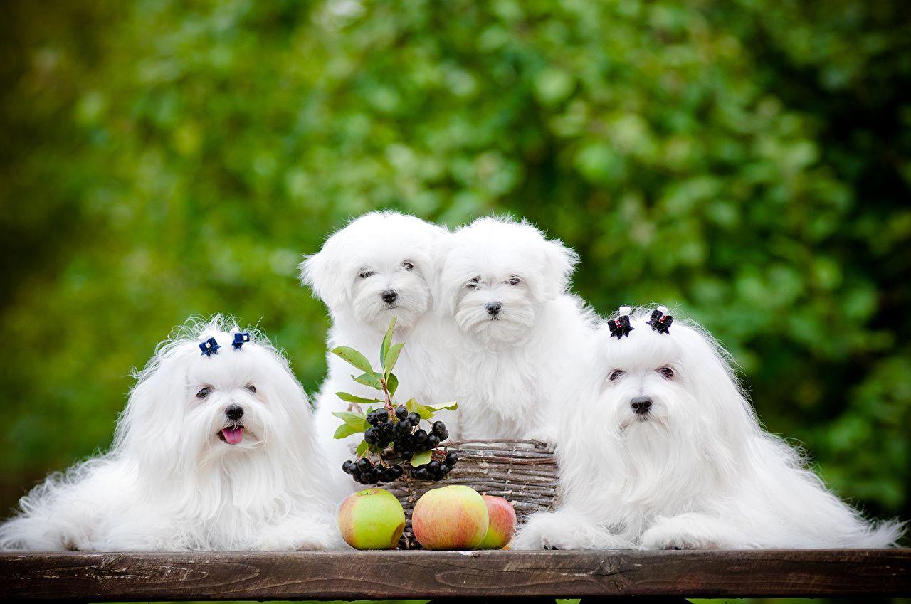 1280x849 Photos Animals Maltese puppies Bolognese Dogs White Apples Four 4