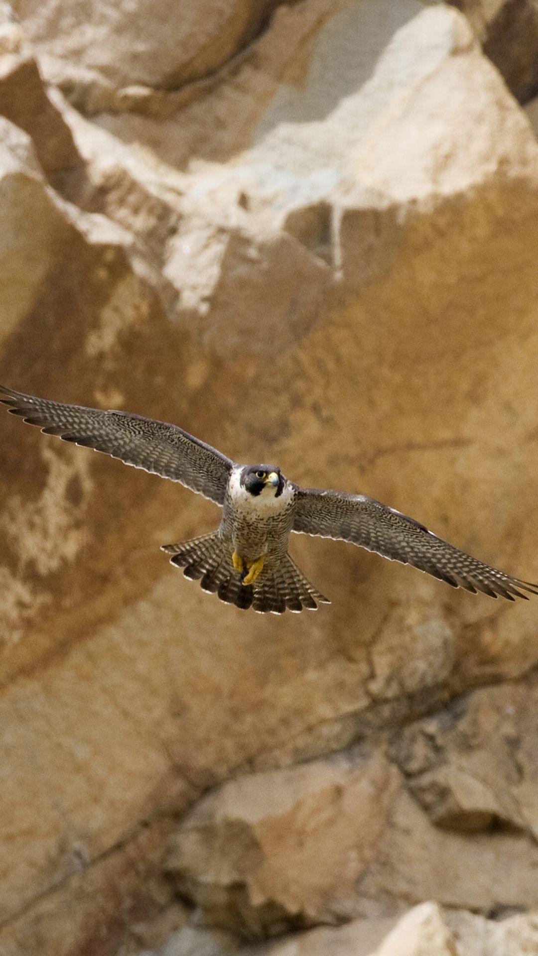 1080x1920 Animal / Peregrine Falcon (1080x1920) Mobile Wallpaper. Aves