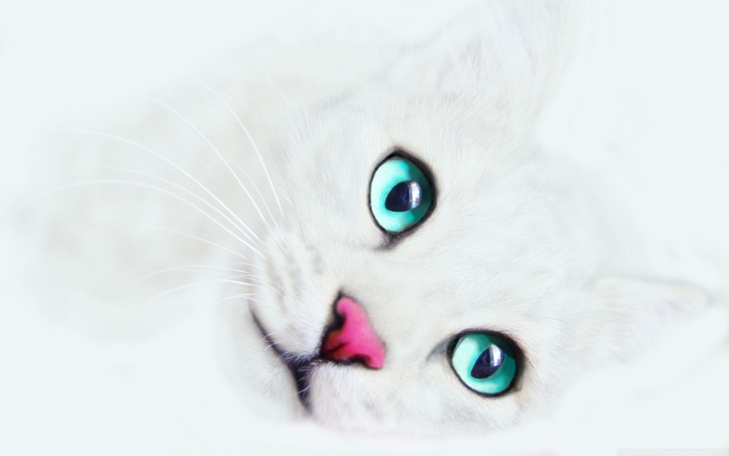 Живые обои с котом. Белая кошка с голубыми глазами. Красивая кошка с голубыми глазами. Белый котёнок с голубыми глазами. Красивая белая кошка с голубыми глазами.