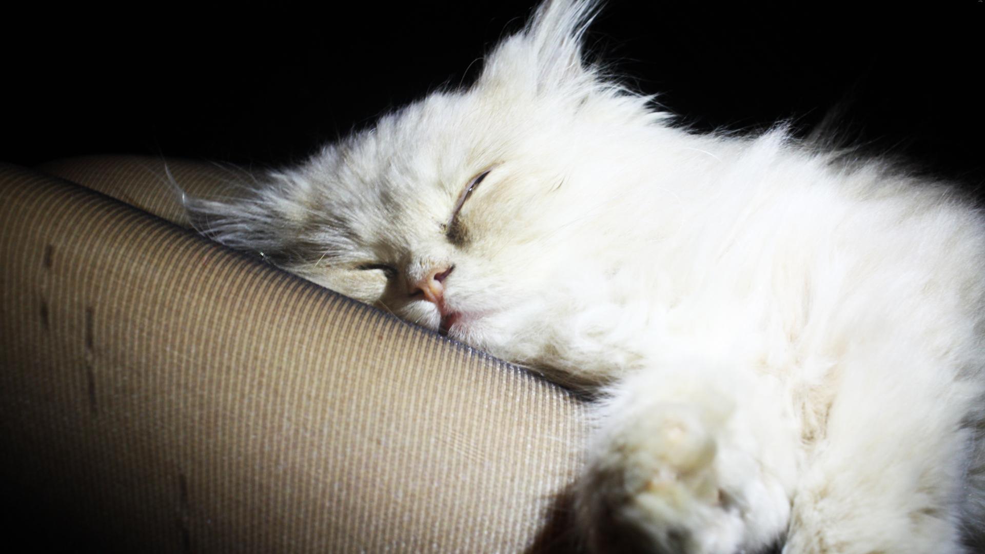 1920x1080 White cats wallpaper 7