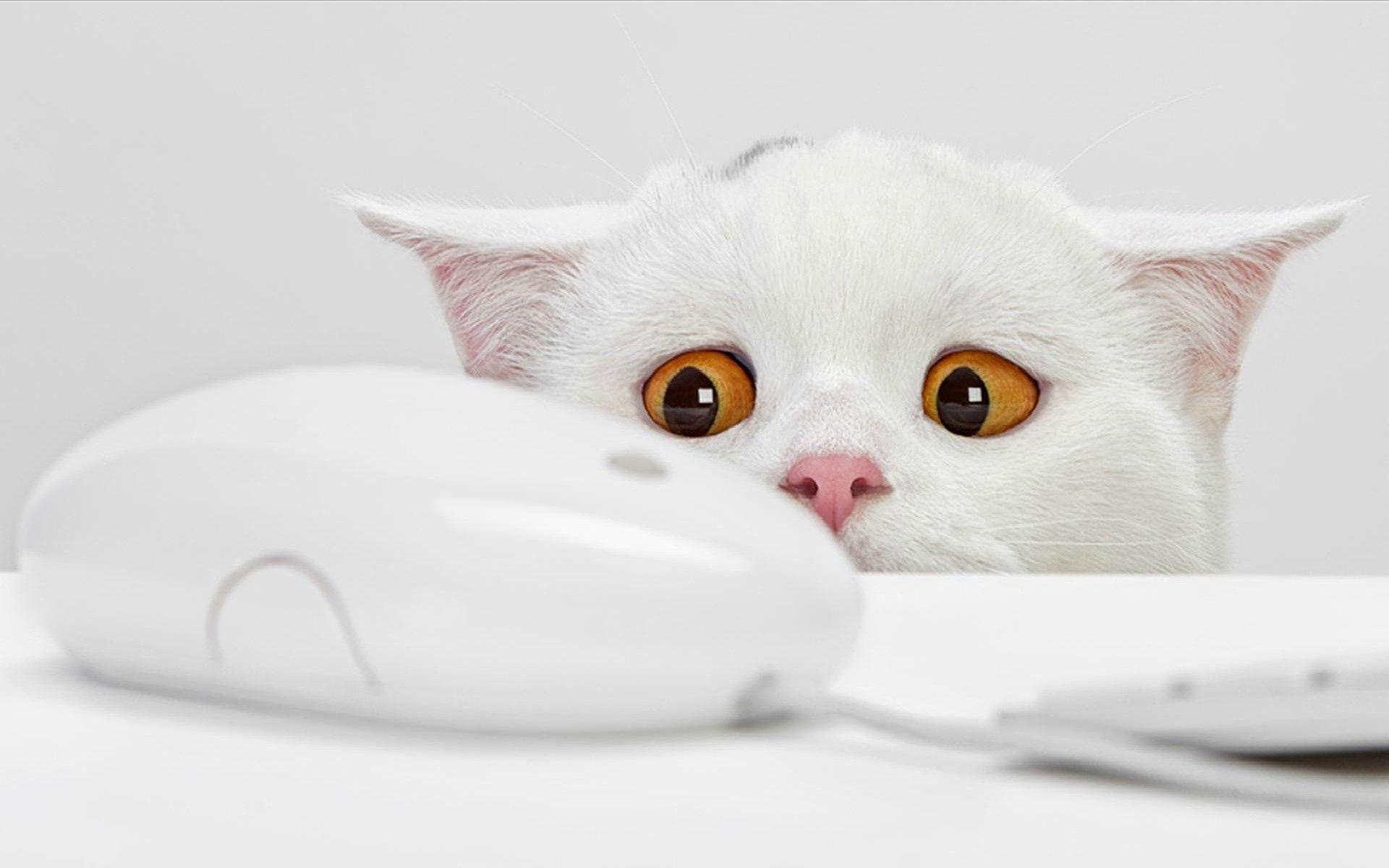 1920x1200 White cat and mouse. A. White cats, Cat wallpaper
