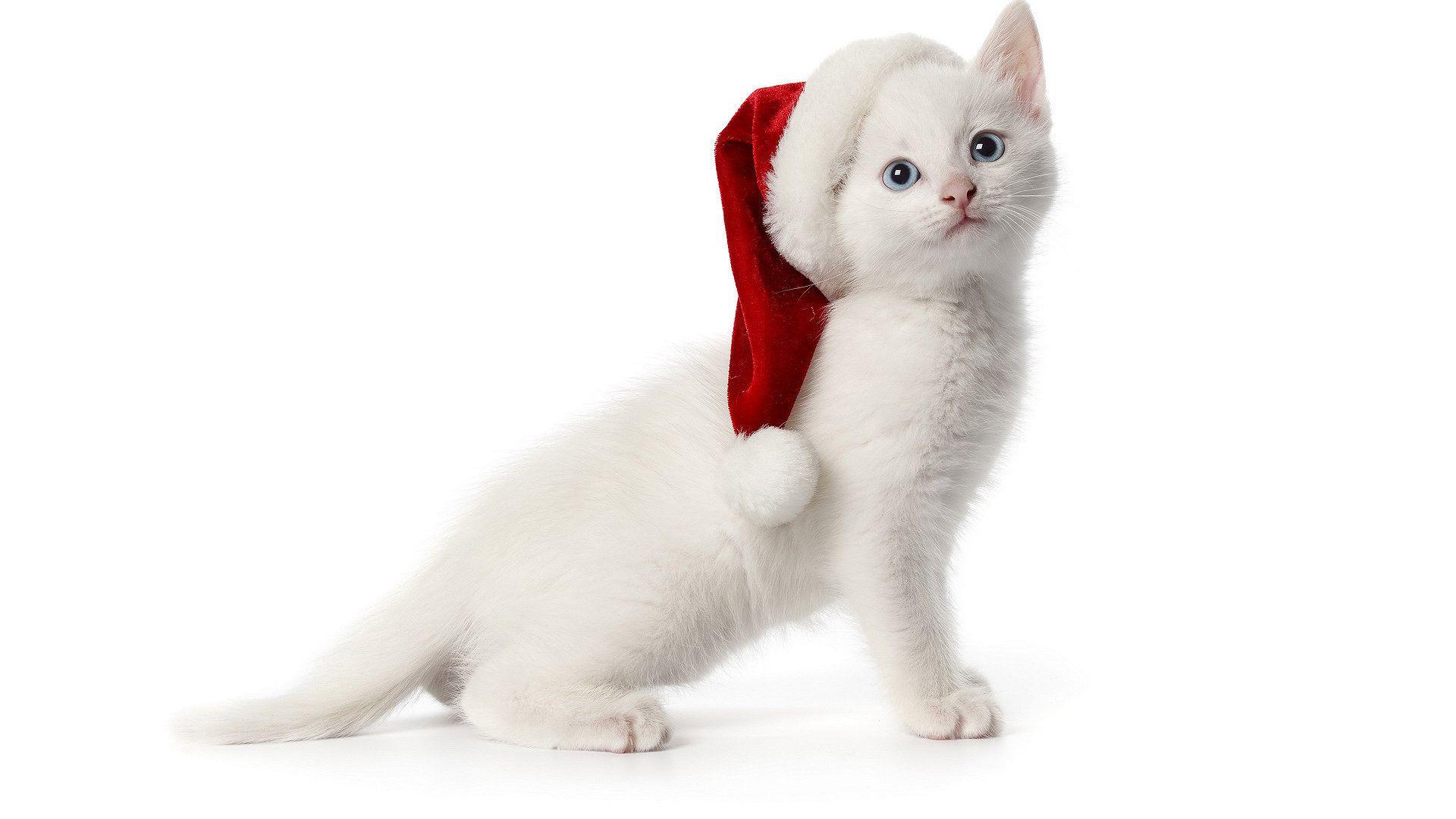 White Cat Wallpaper 4k For Pc