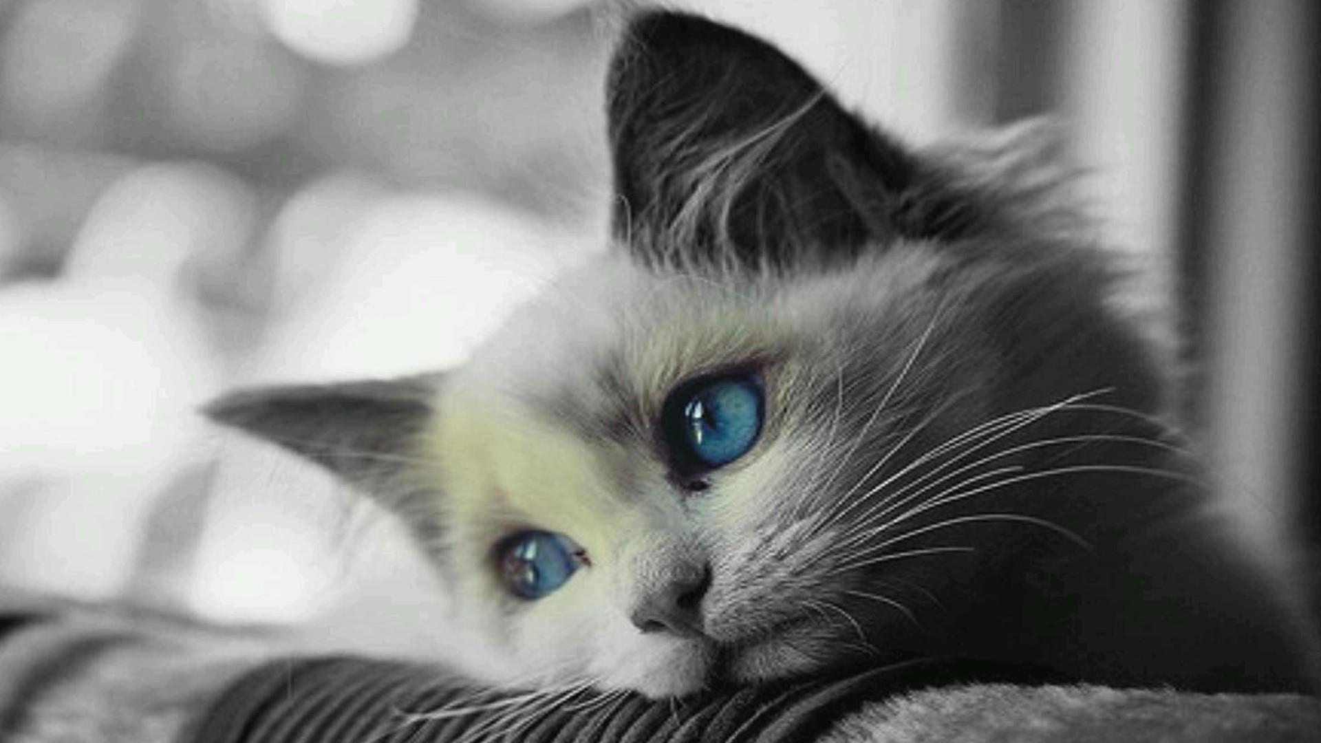 1920x1080 White Cat With Blue Eyes Wallpaper. Wallpaper Studio 10