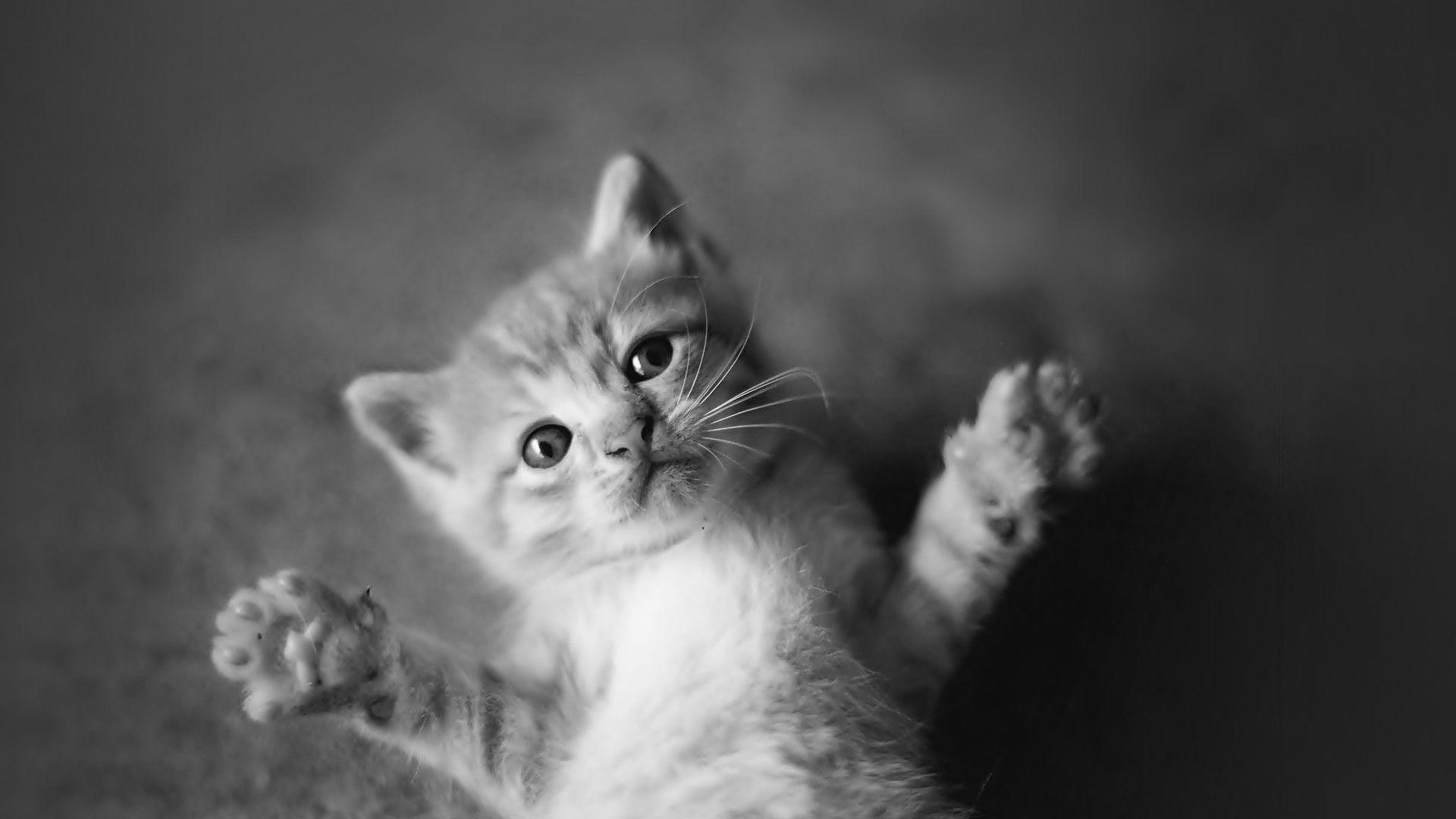 1920x1080 Black and White Cat Wallpaper