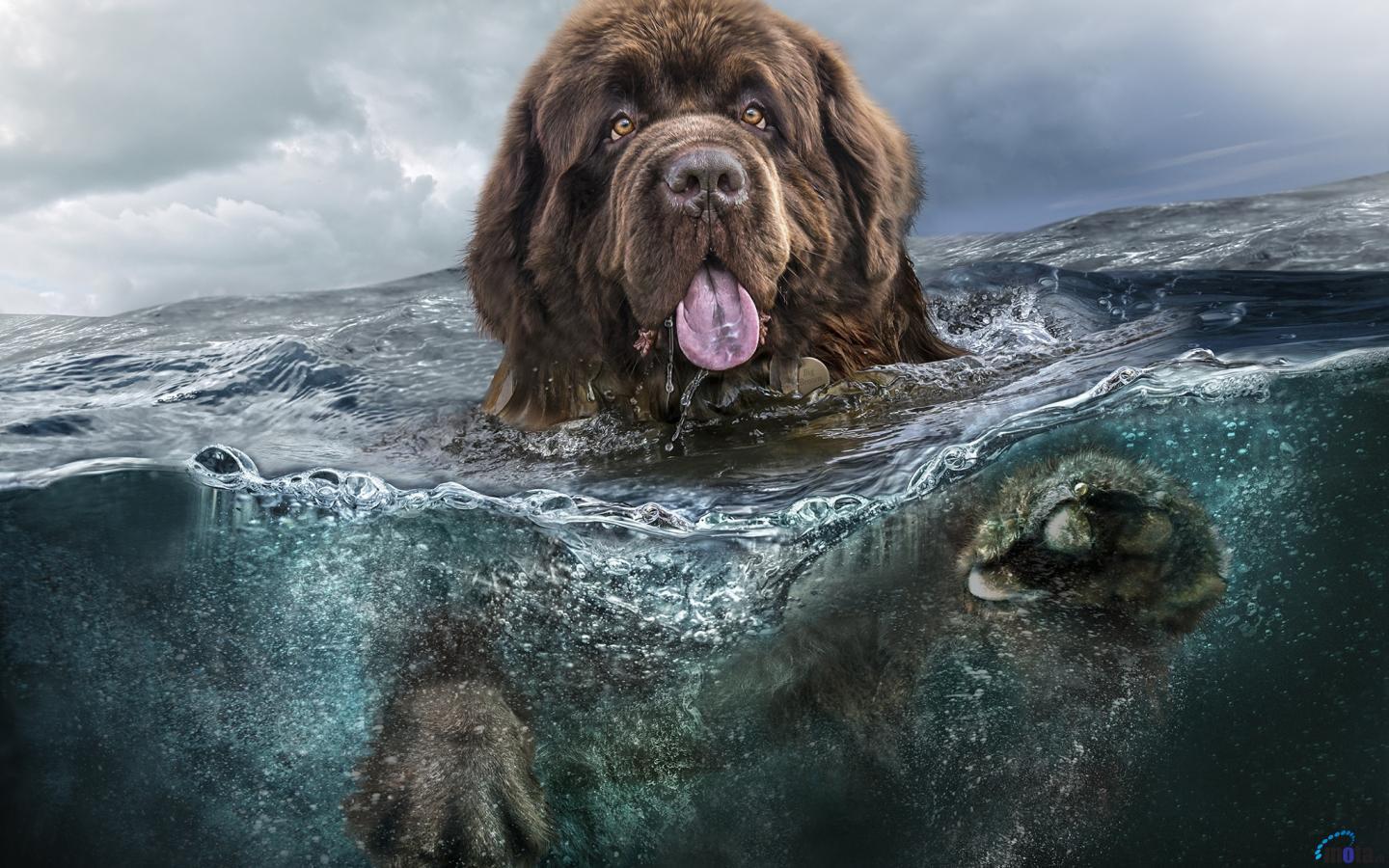 1440x900 Newfoundland Wallpaper for Computer