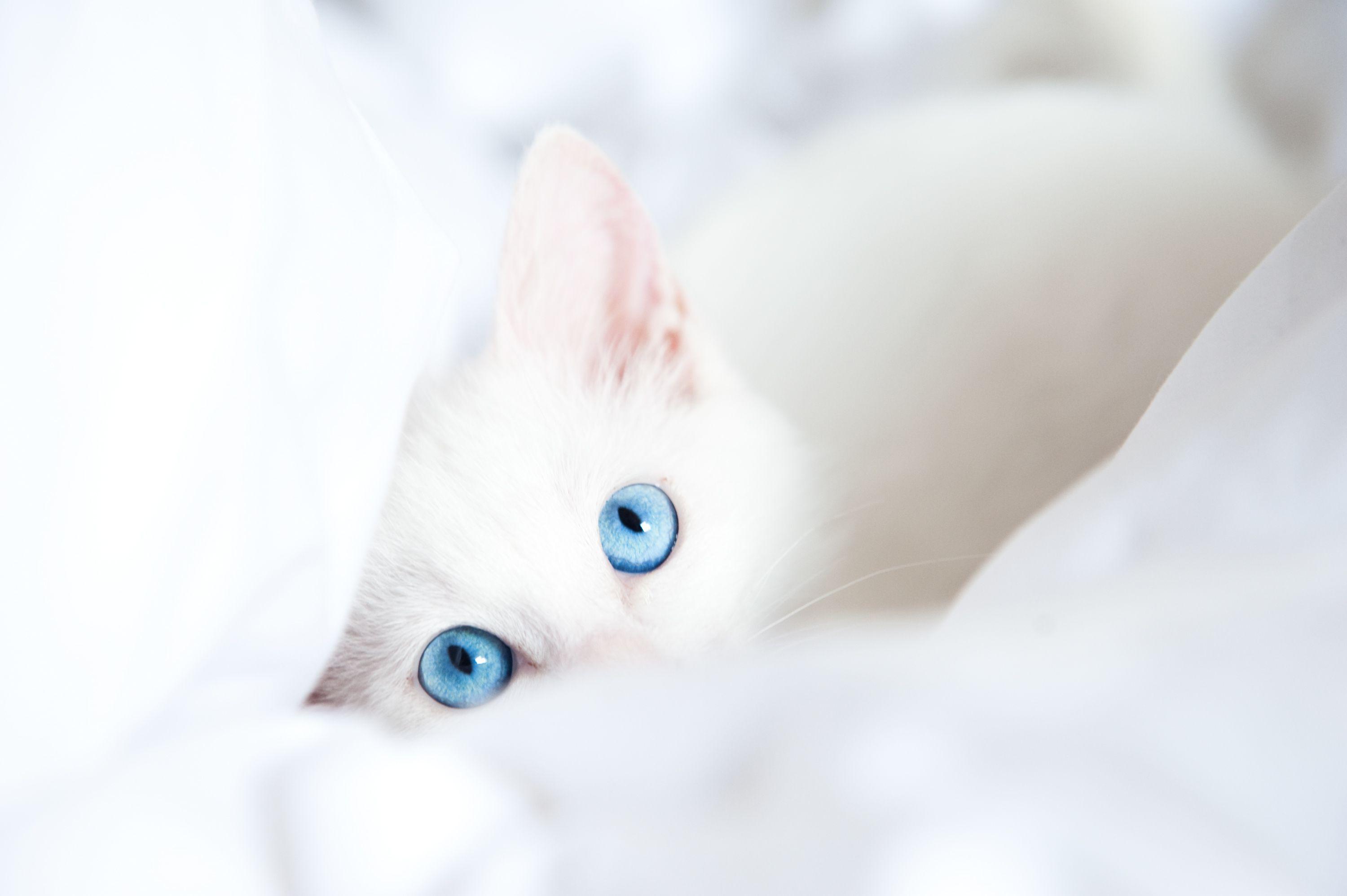 3000x1996 White Baby Cat Wallpaper, 46 Free White Baby Cat Wallpaper
