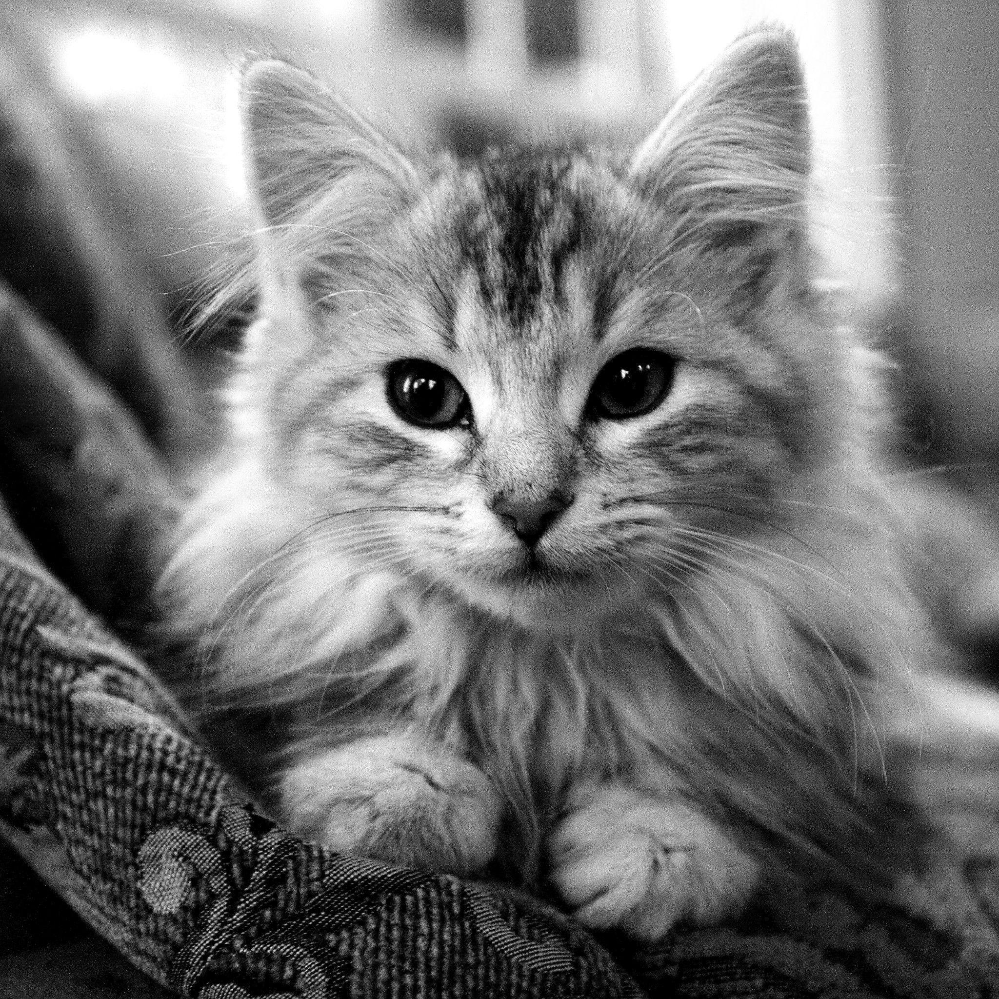 Black and White Cat Wallpapers - Top Free Black and White Cat