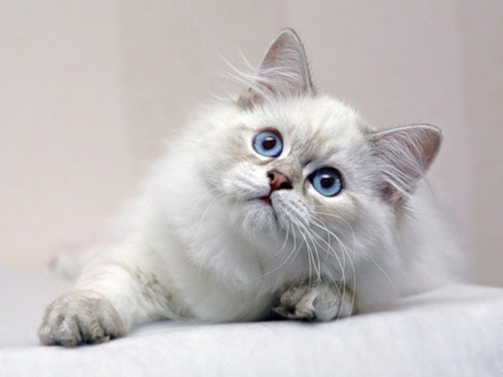 1024x768 Desktop Image On Cats Wallpaper