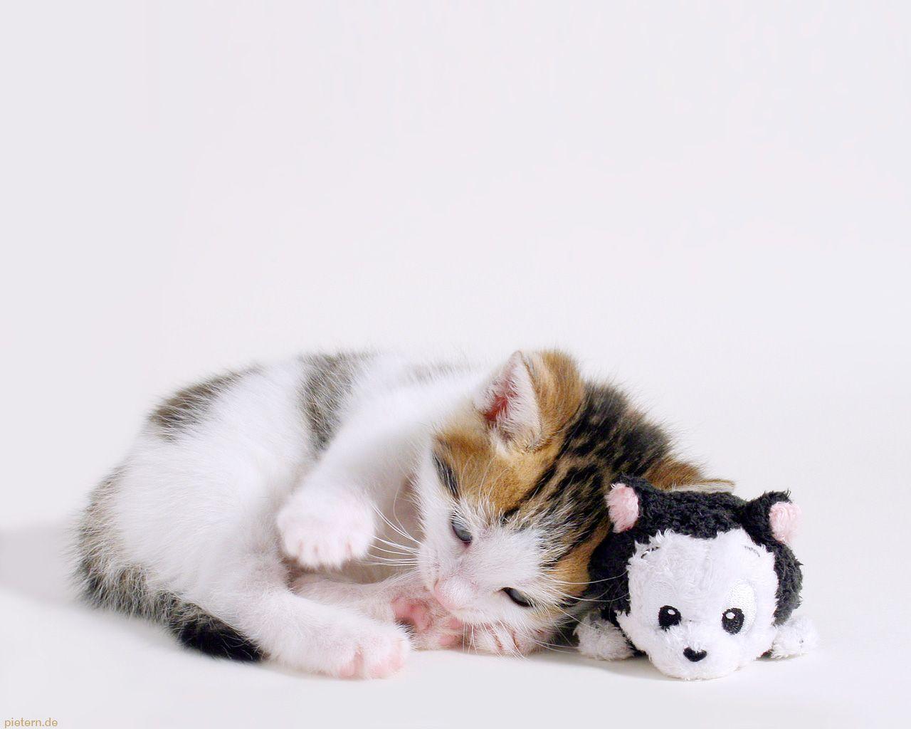 1280x1024 white cat wallpaper Desktop Wallpaperk HD
