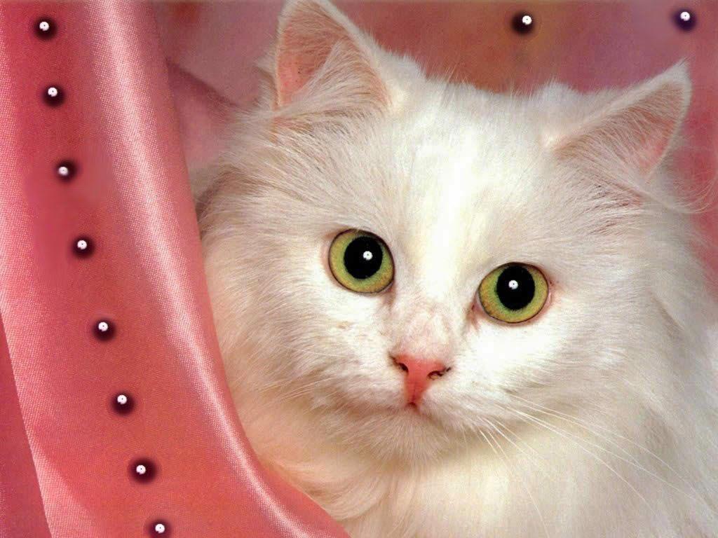 1024x768 Hình nền mèo trắng dễ thương https://wallpaperaccess.com/full/209827.jpg