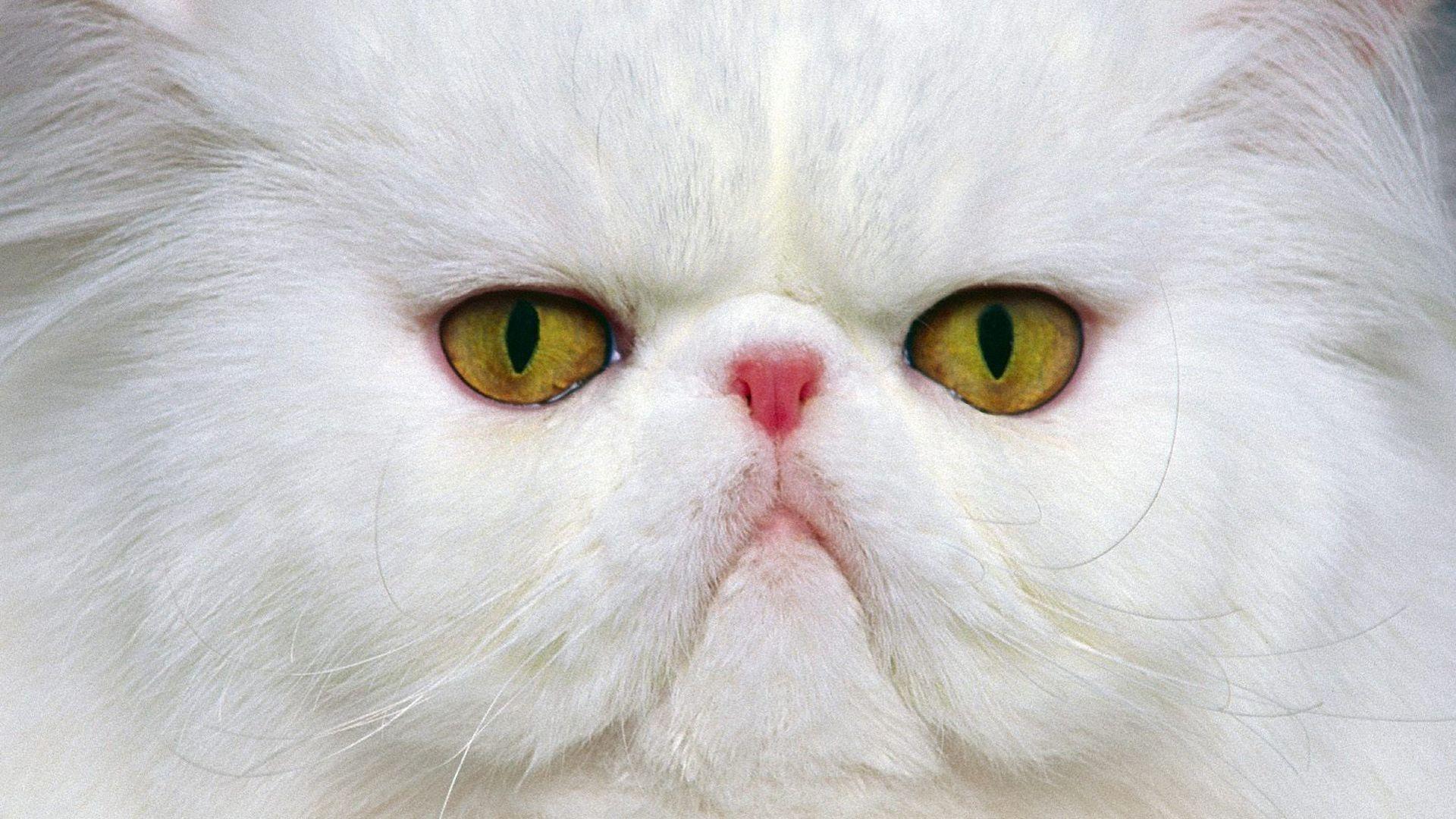 1920x1080 Top Ten Cute White Cat Picture. Kittens cute wallpaper