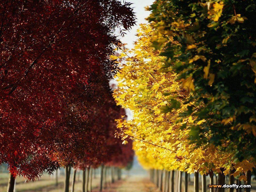 1024x768 Free Seasonal Desktop Wallpaper