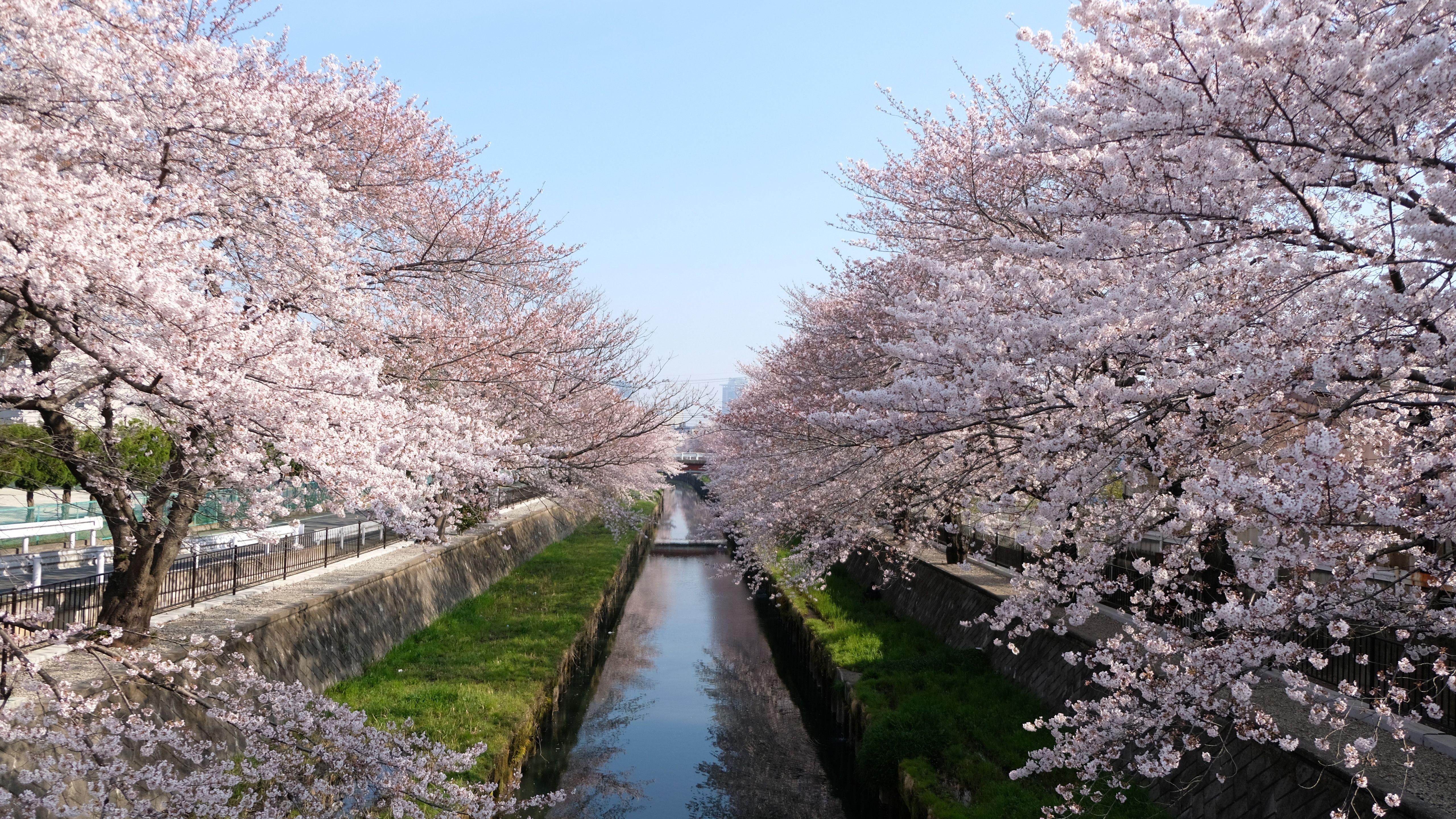 5120x2880 Cherry Trees Seasonal 5k 5k HD 4k Wallpaper, Image