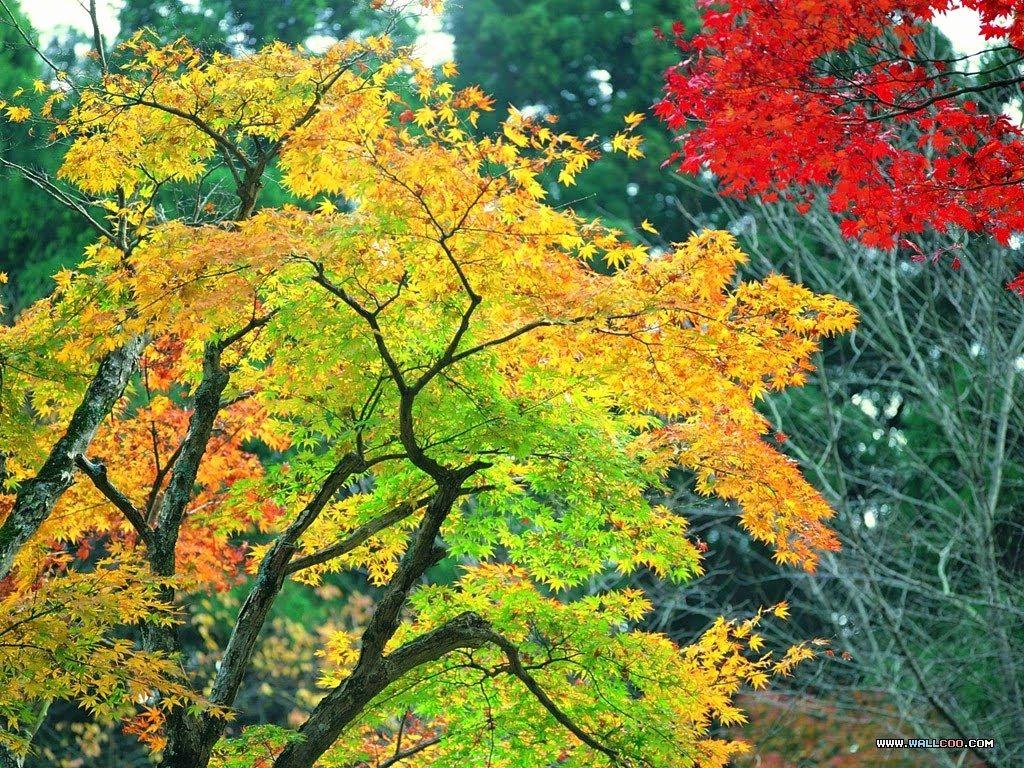 1024x768 Best Of Seasonal Wall Paper Combination