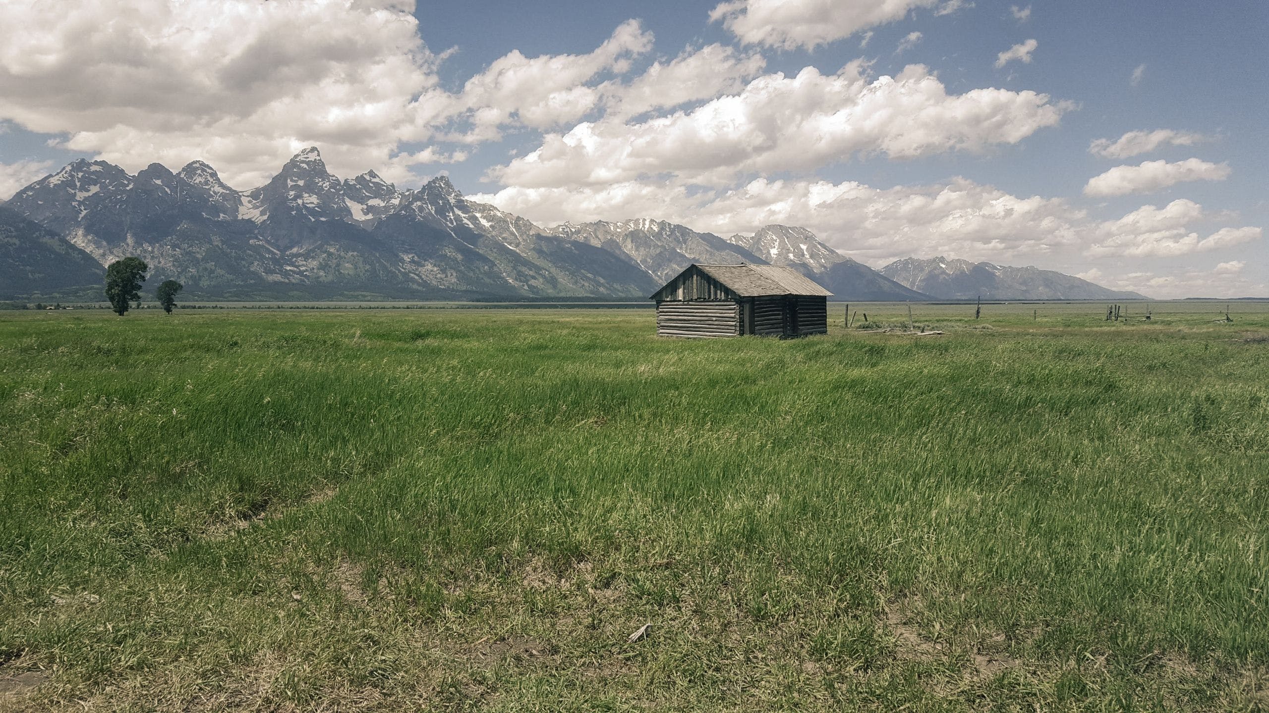 2560x1440 HD A willow with an old farm house Wallpaper
