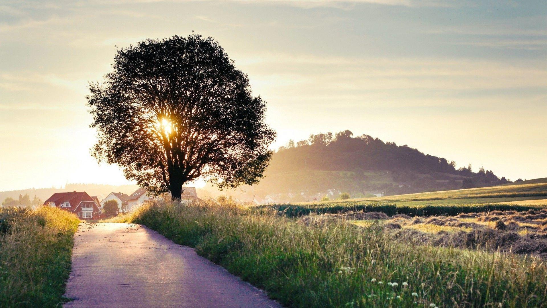 1920x1080 landscape, Nature, Field, Sunlight, Sunset, Trees, Road, Grass