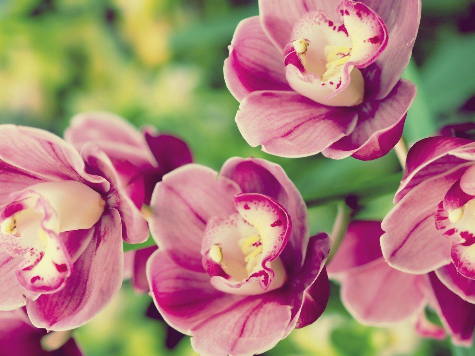1600x1200 Free download Tropical Flowers Desktop Wallpaper Nature flowers