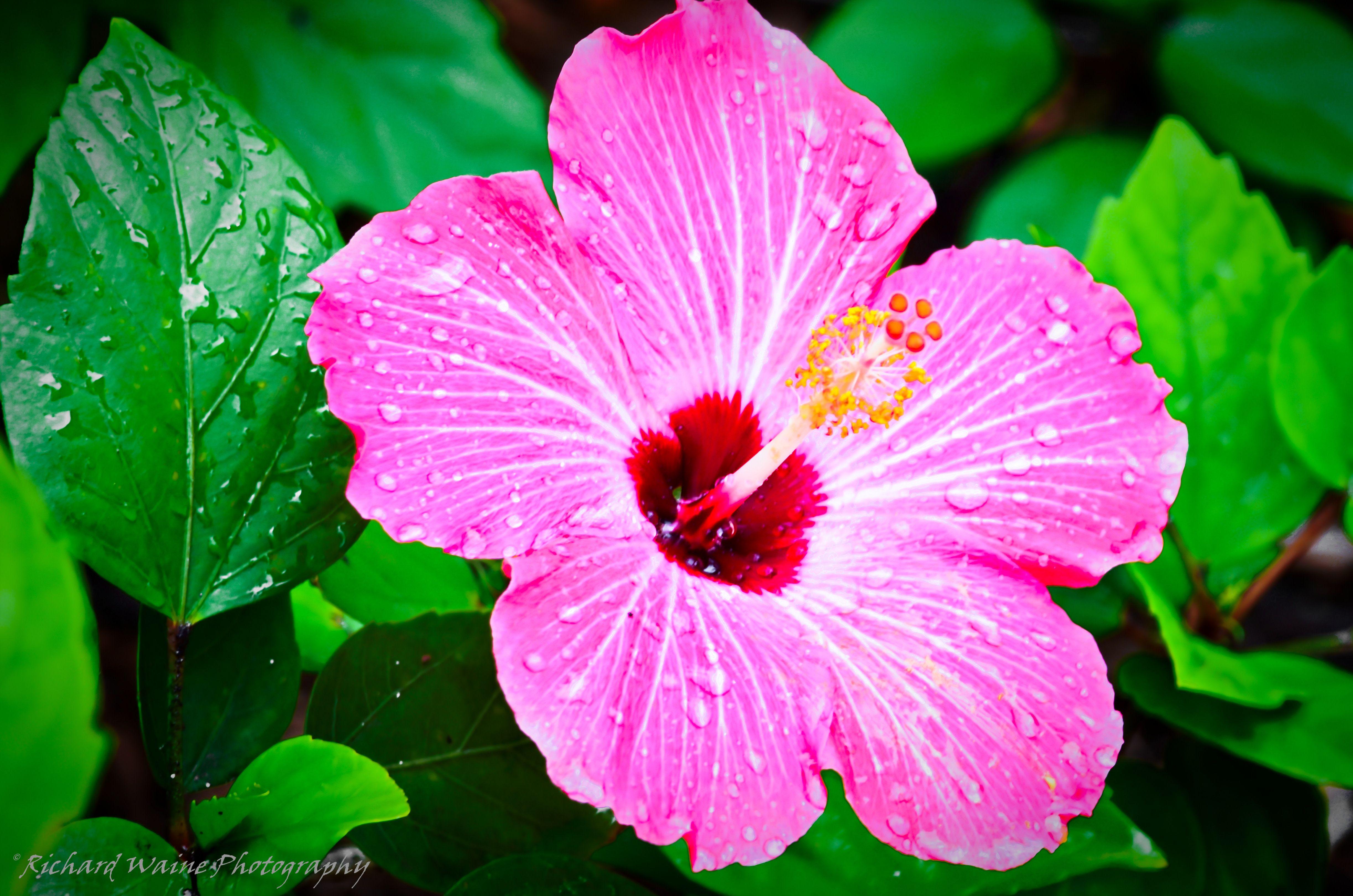 4893x3241 Computer Wallpaper, Desktop Background Tropical Flowers, 3758.95