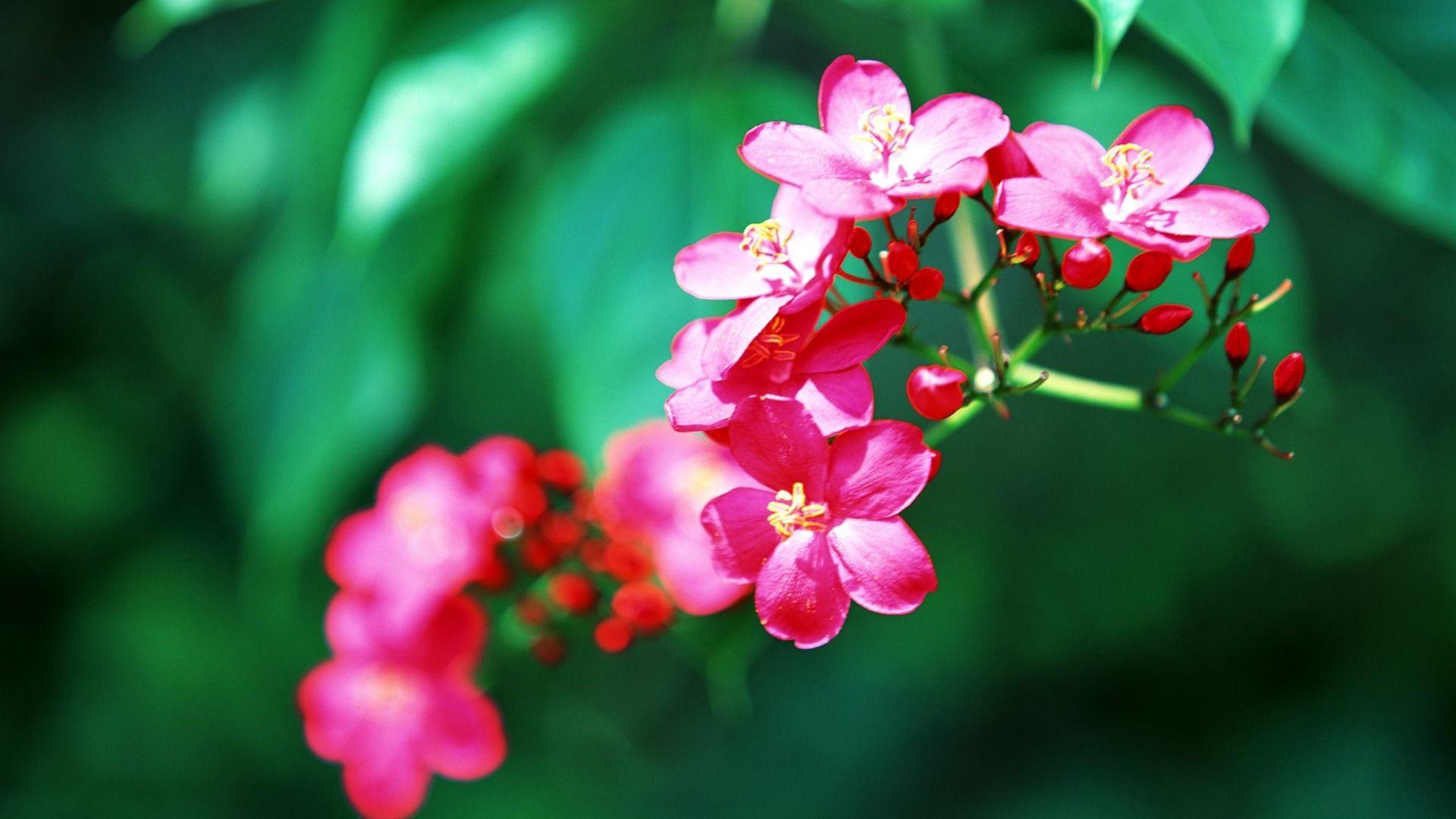 1920x1080 Tropical Flowers HD wallpaperx1080
