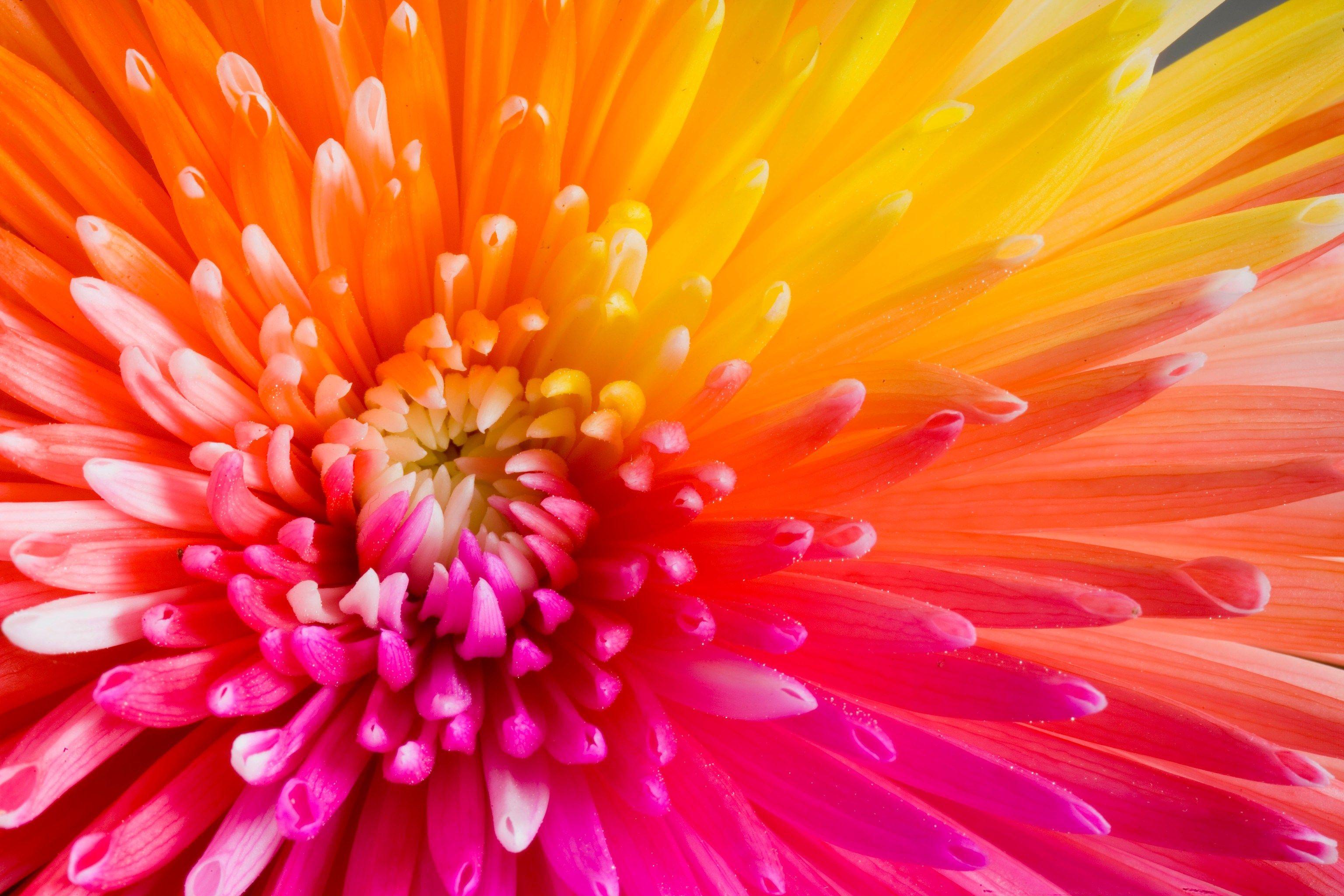 3072x2048 Colorful Tropical Flowers