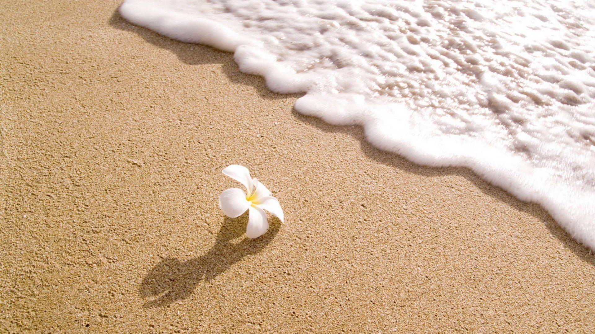 Beach Flowers Desktop Wallpapers - Top Free Beach Flowers Desktop