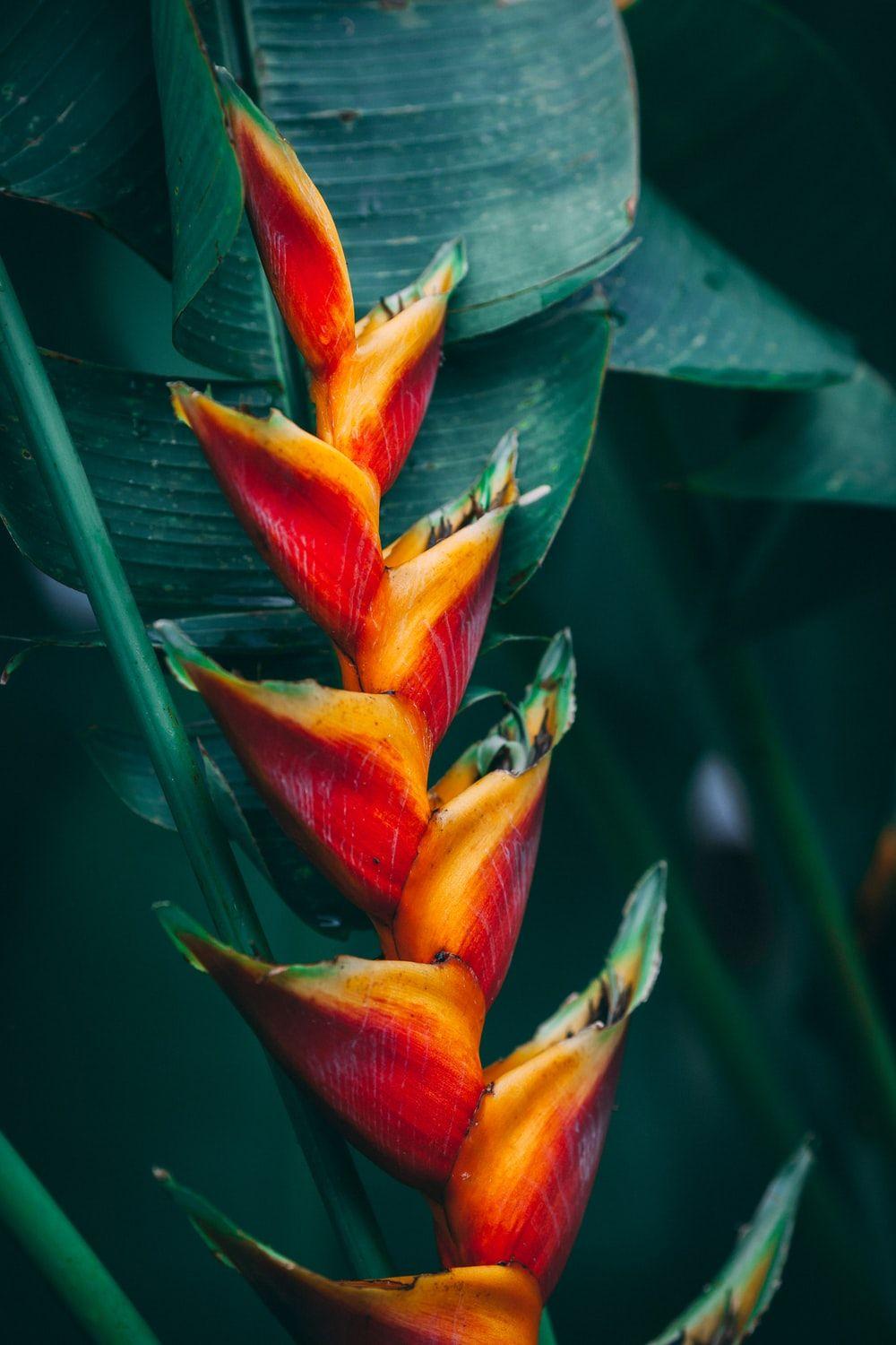 1000x1500 Tropical Flower Picture. Download Free Image
