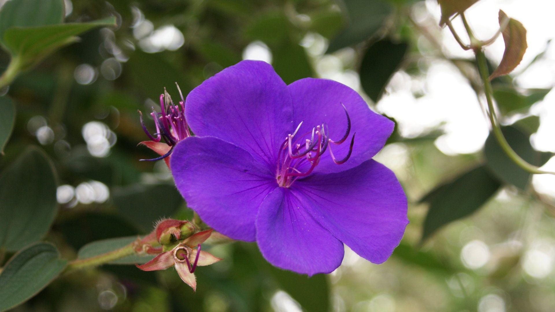 1920x1080 Reasons to Purchase Tropical Flowers. Folsom and Sacramento