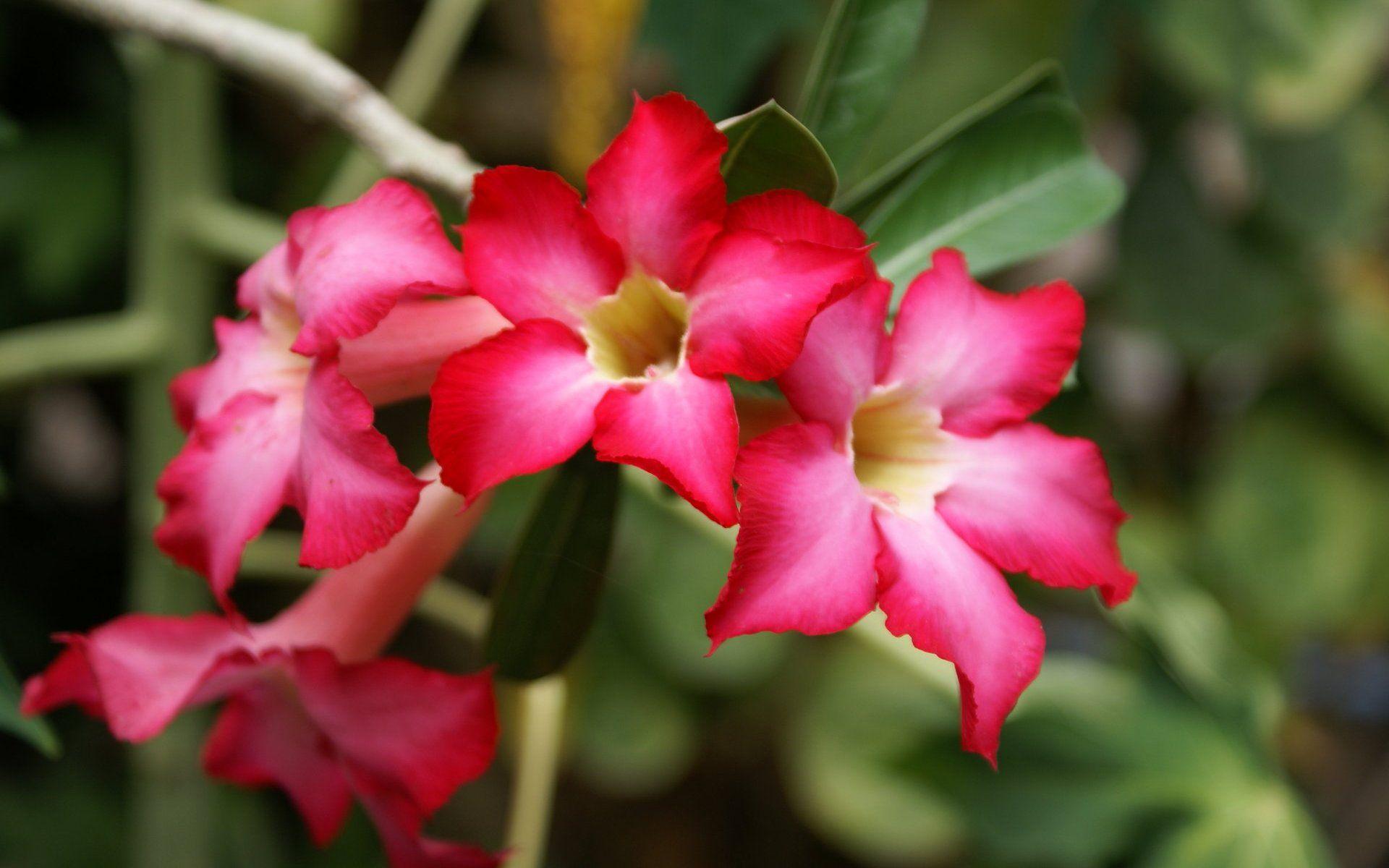 1920x1200 Wallpaper, tropical, flowers, desktop, beautiful, photo, widescreen, image, rose, background, desert