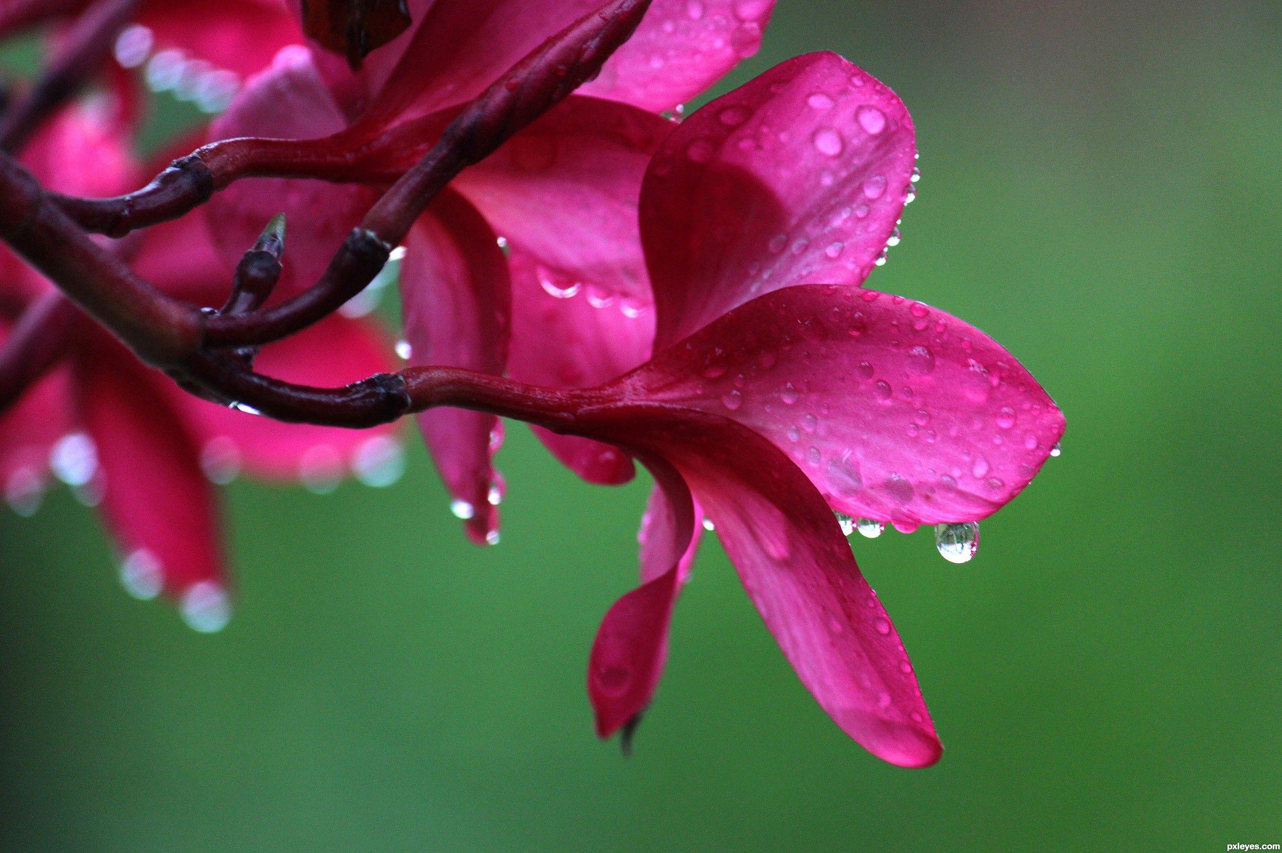 2615x1740 Desktop Wallpaper Exotic Flowers #h555712. Flowers HD Image