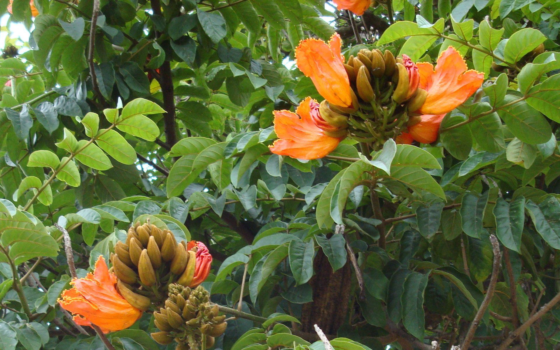 1920x1200 Free download wallpaper tropical flowers widescreen wallpaper