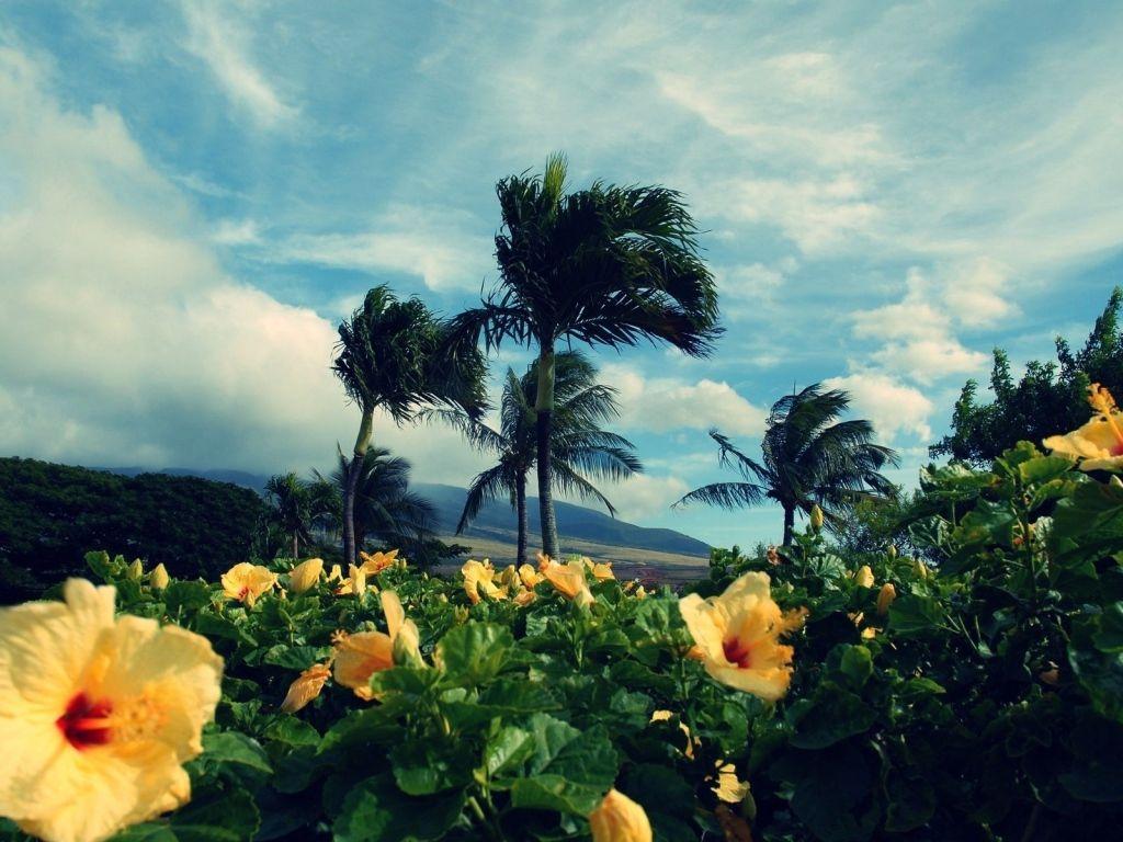 1024x768 Yellow tropical flowers Desktop wallpaper 1024x768