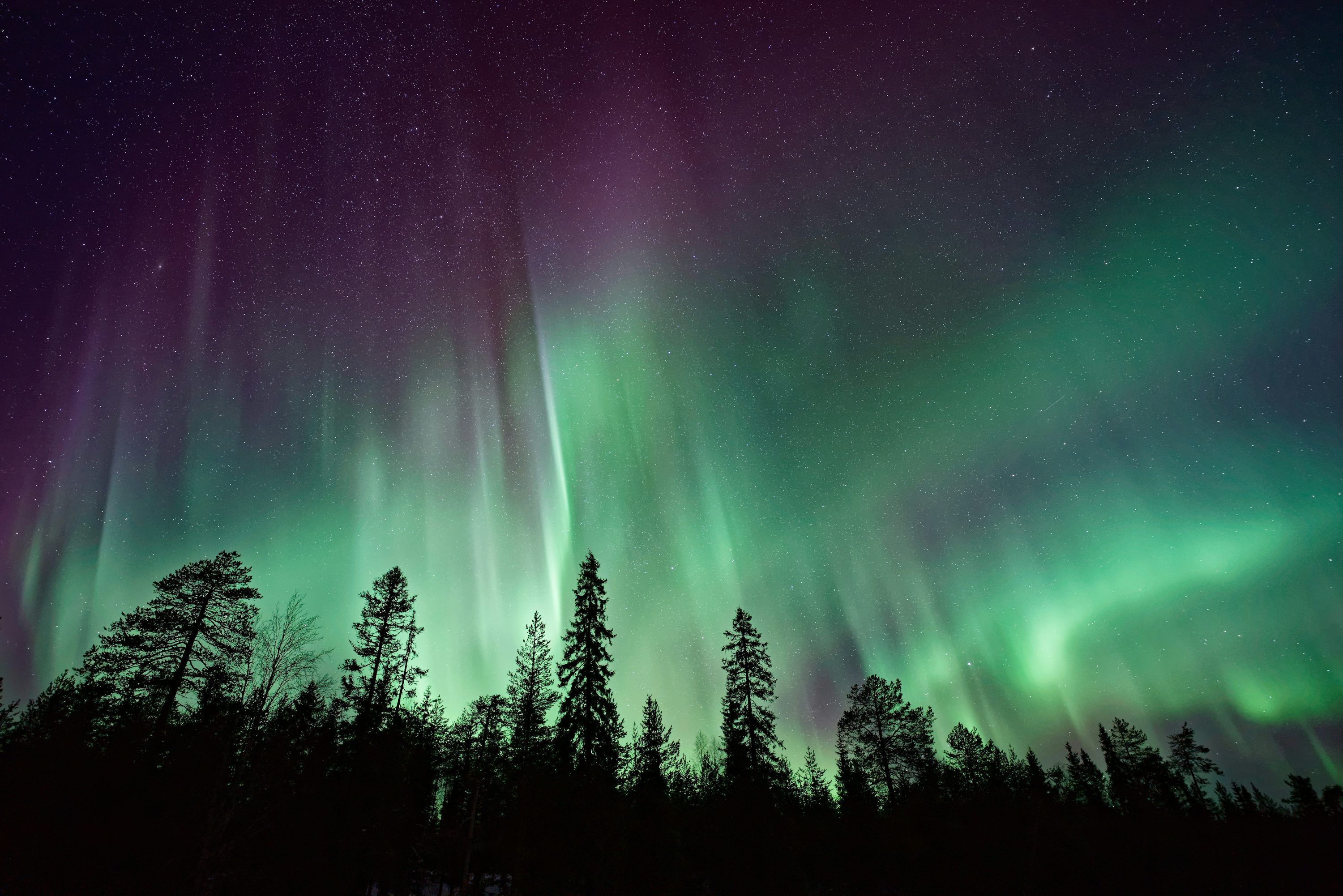 3000x2002 Silhouette of trees near Aurora Borealis at night photo