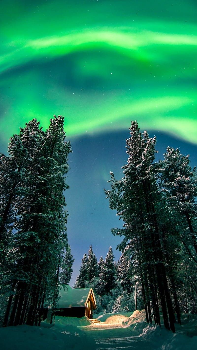 800x1422 Aurora, forest, green house, natural, nature, sky, trees, HD phone wallpaper