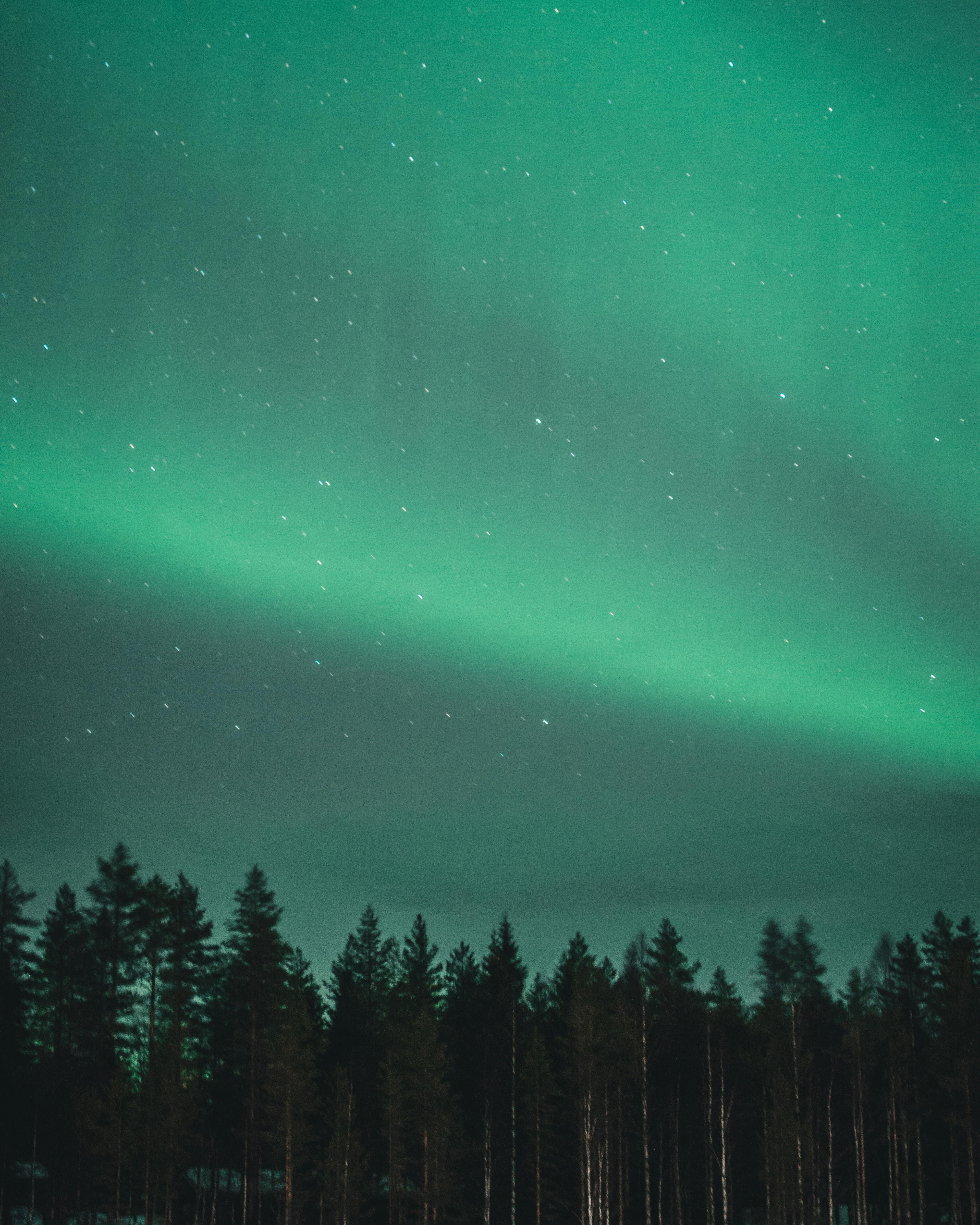 4000x5000 Aurora Borealis over Forest · Free