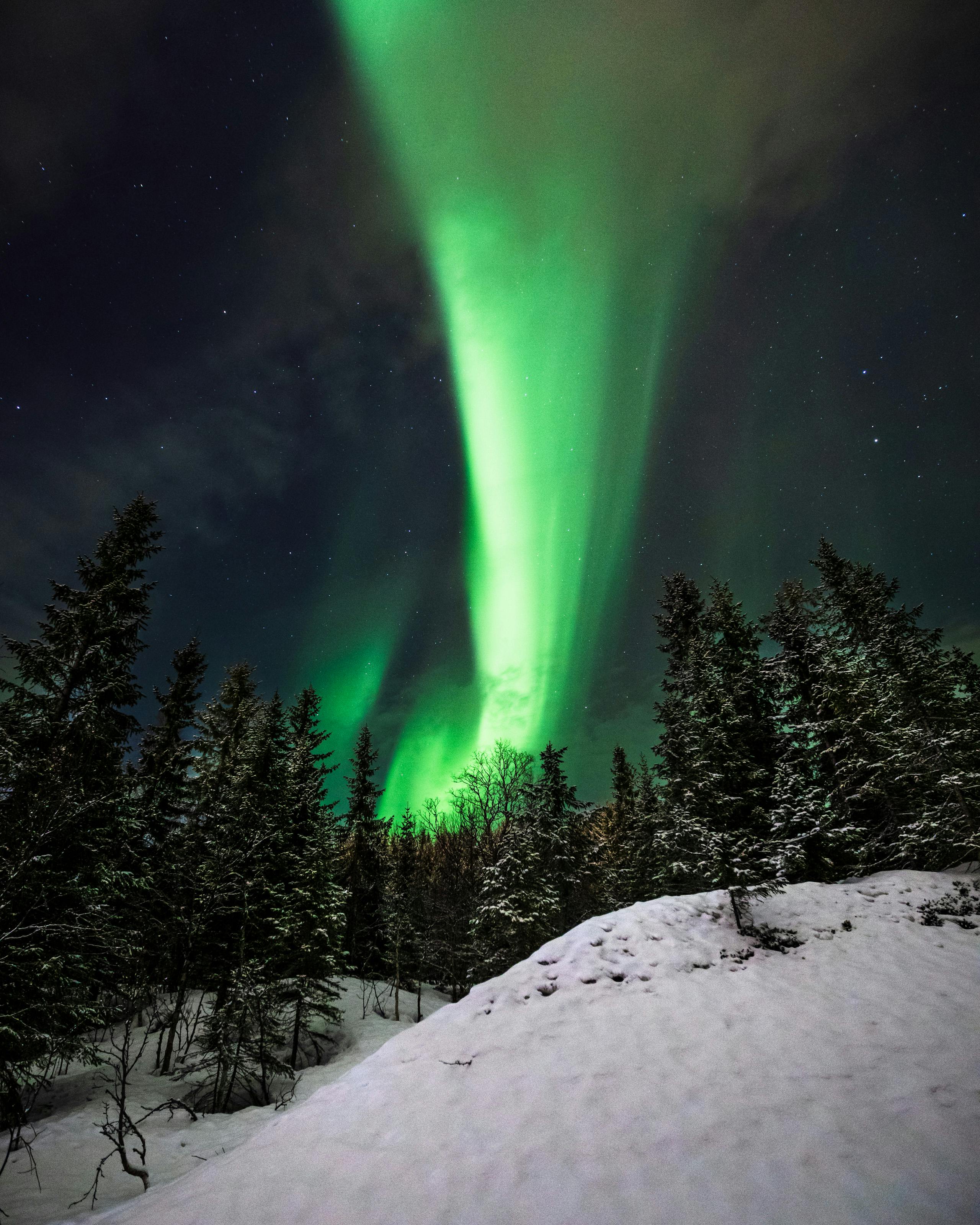2560x3200 Stunning Northern Lights Over Snowy Forest · Free