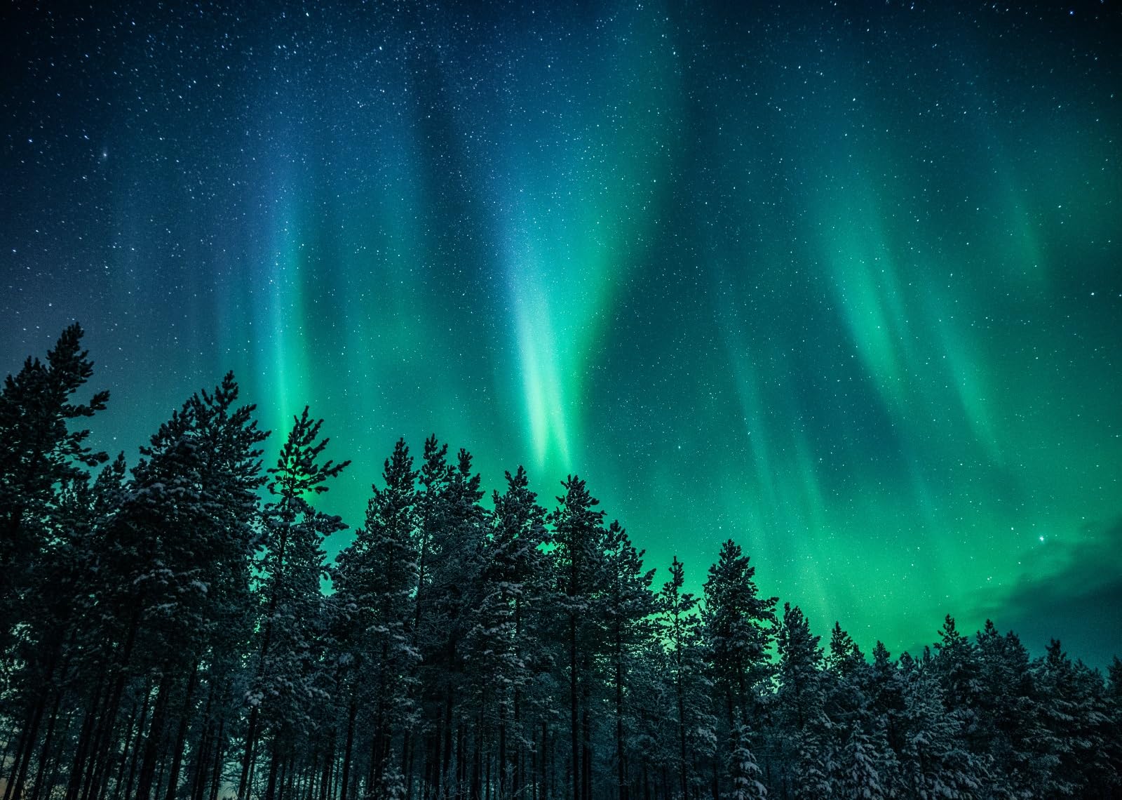 1600x1140 Amazon.com : Loccor 7x5ft Fabric Northern Lights Forest Backdrop Norway Forest Night Sky Stars and Green Polar Lights Scenery Background Aurora